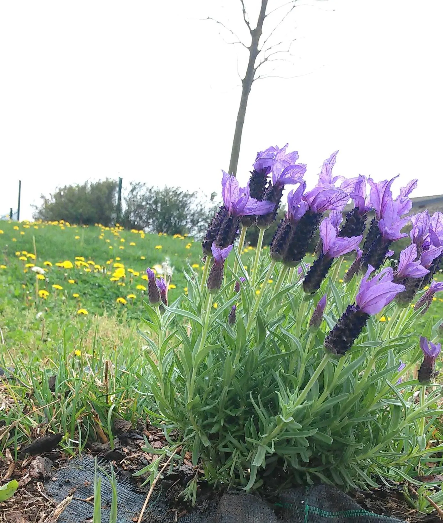 Garden in La Garzaga Turismo Rurale