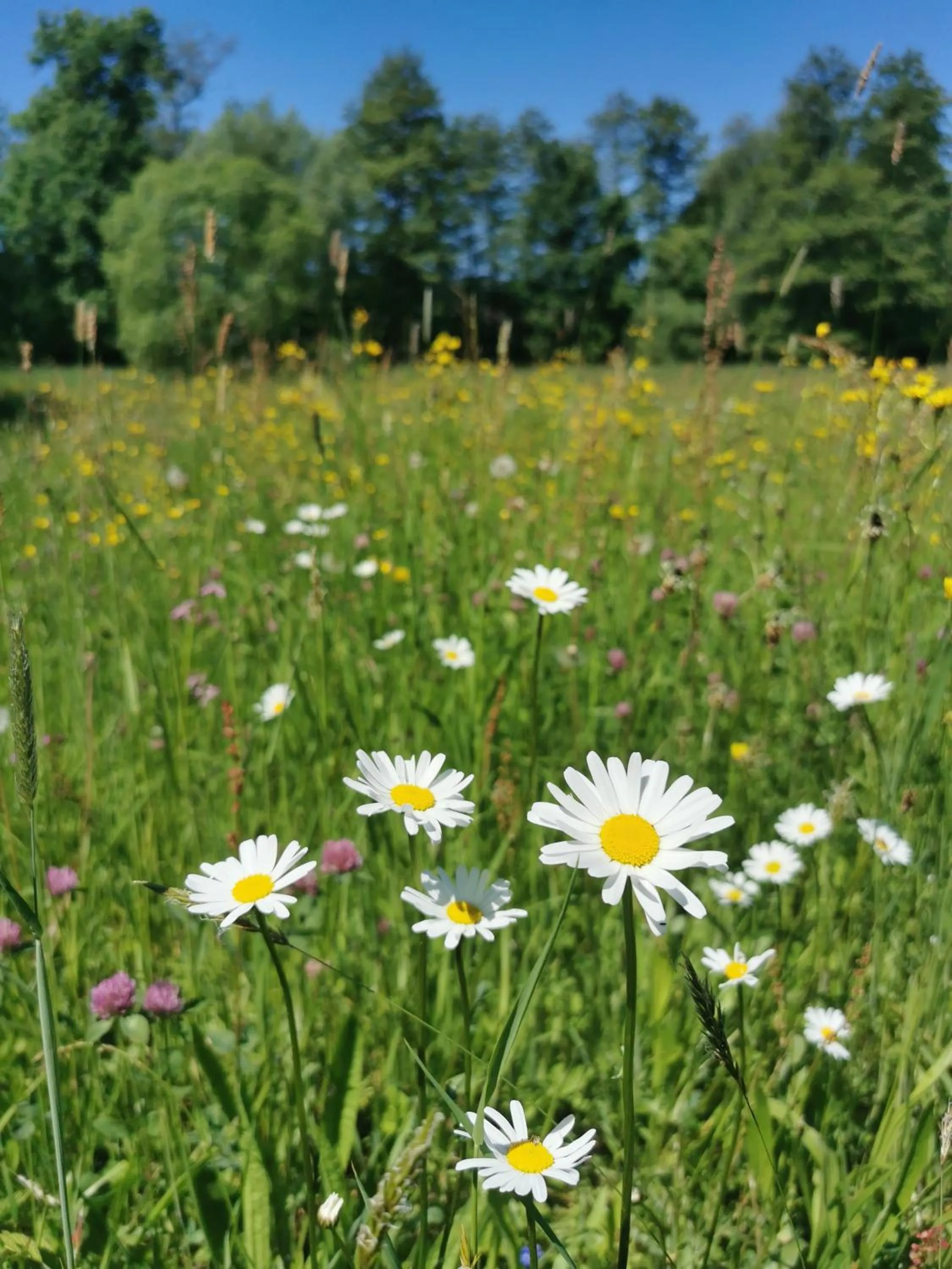 Natural landscape in Landhotel Ölmühle