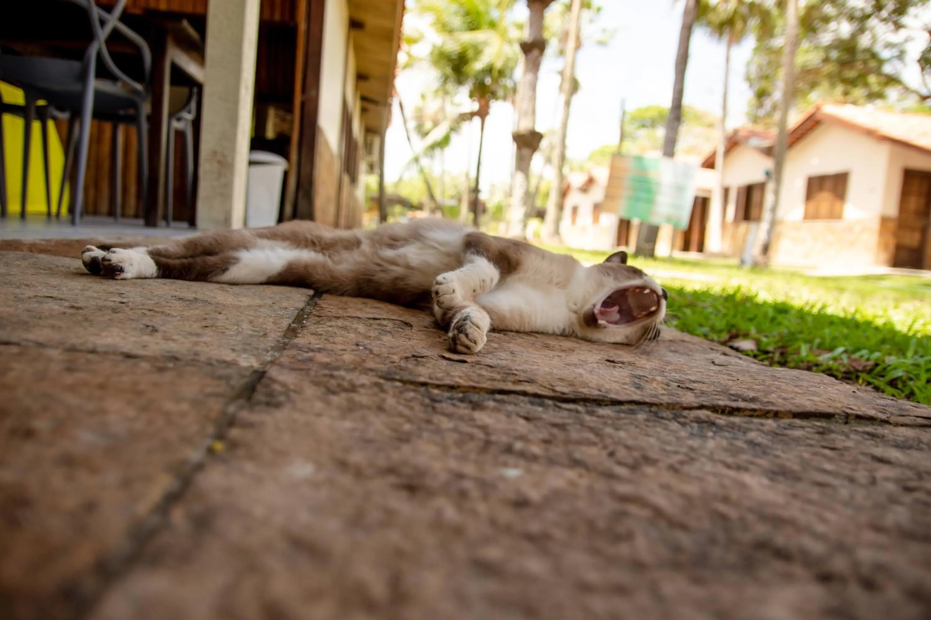 Pets in Orla Nautica