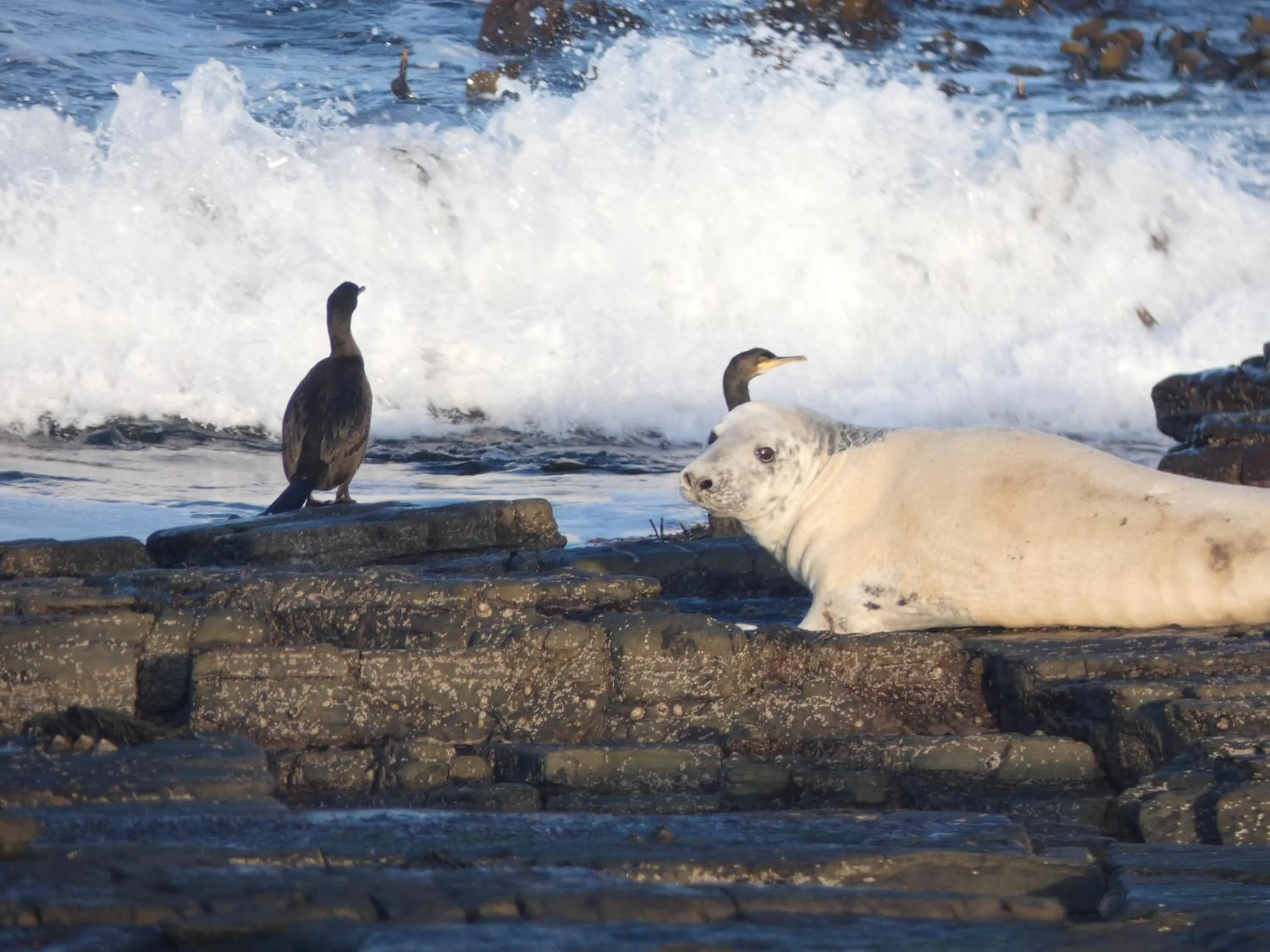 Animals in Braeswick B&B