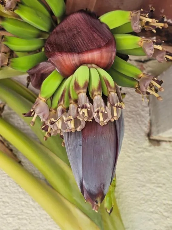 Decorative detail in Palmyra Studios