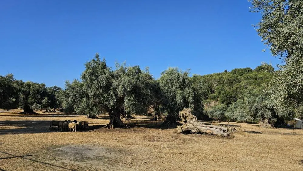 Day in Palmyra Studios