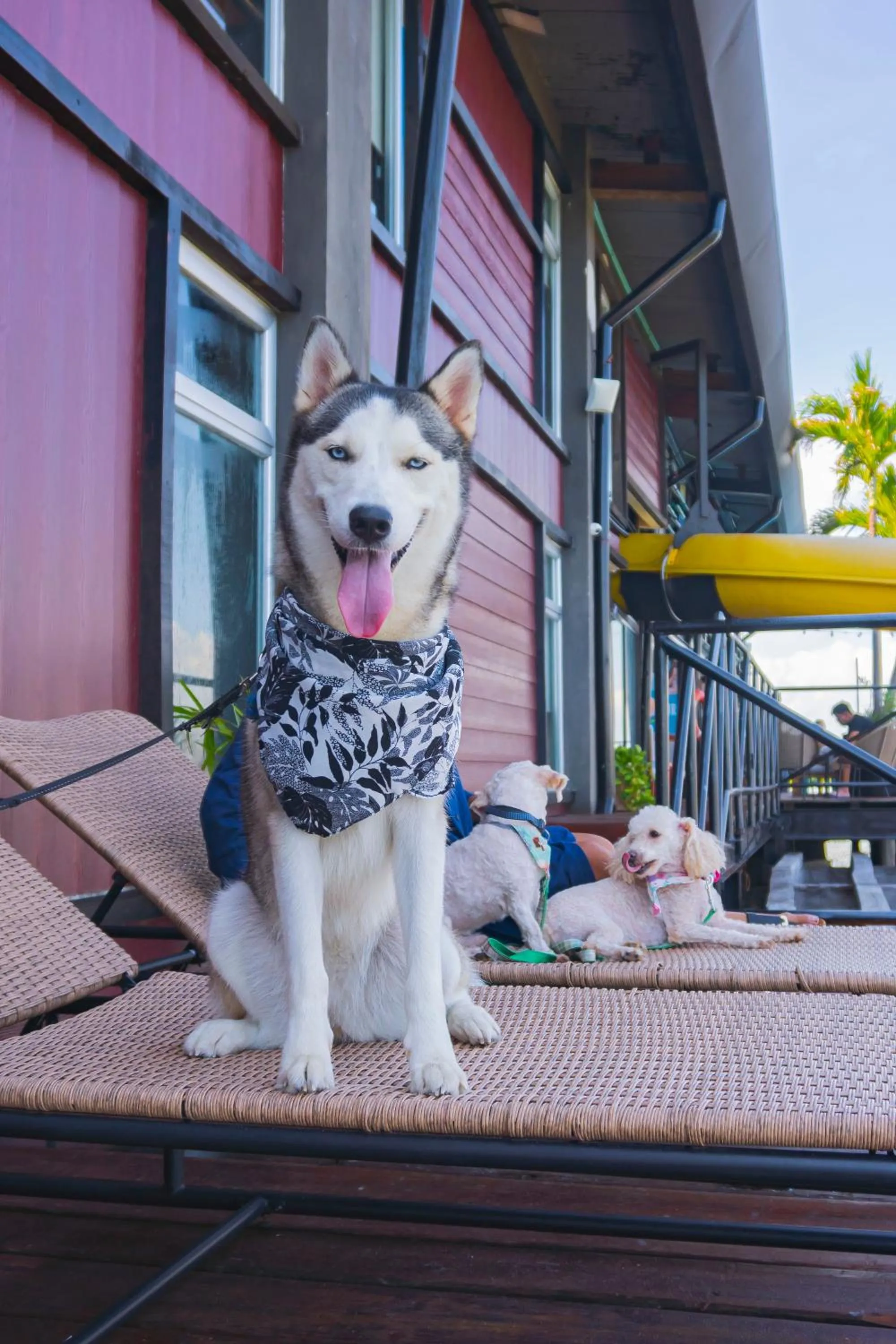 Pets in Mayan Monkey Cancun - Social Hotel