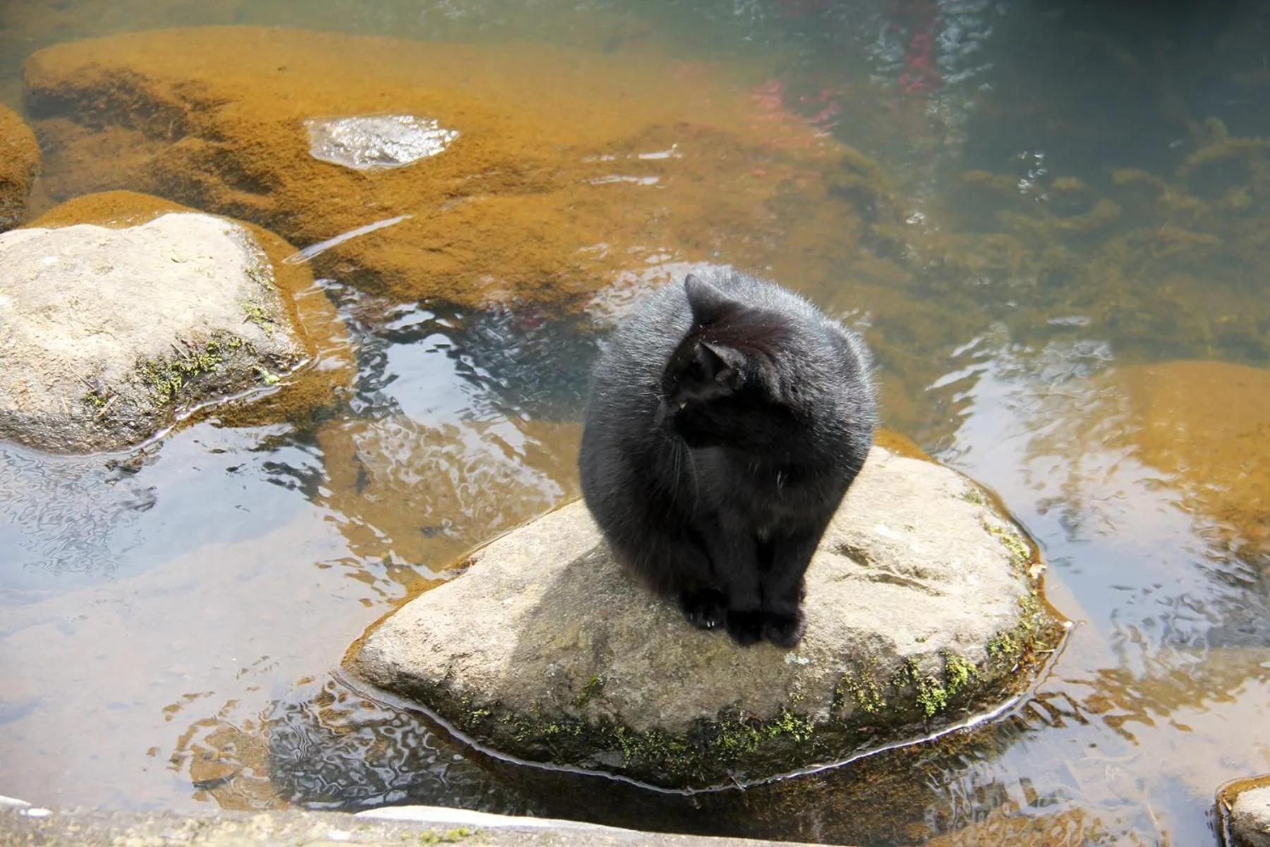 Animals in Brecon Pond Bed & Breakfast