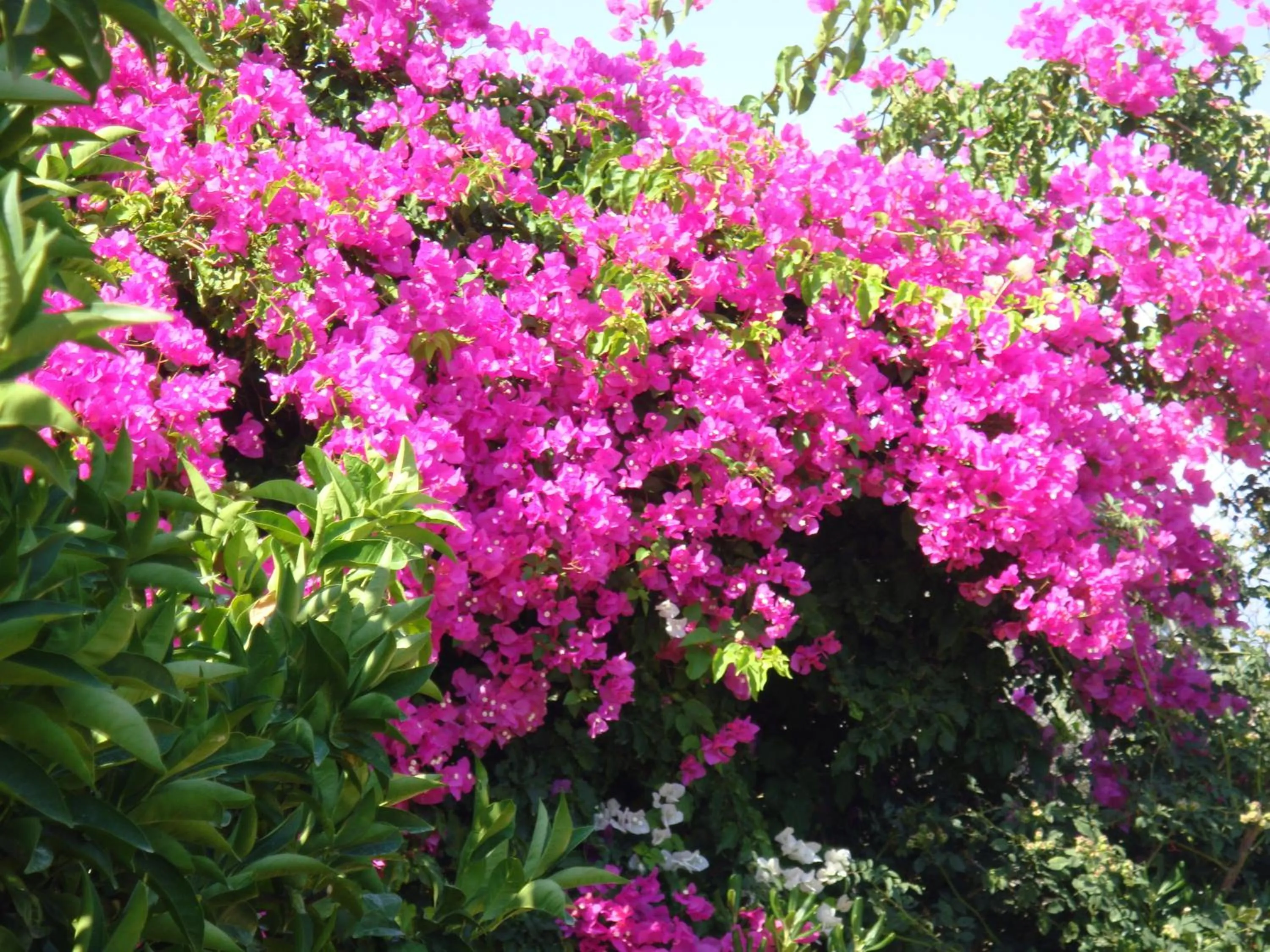 Decorative detail in Villa Eliza