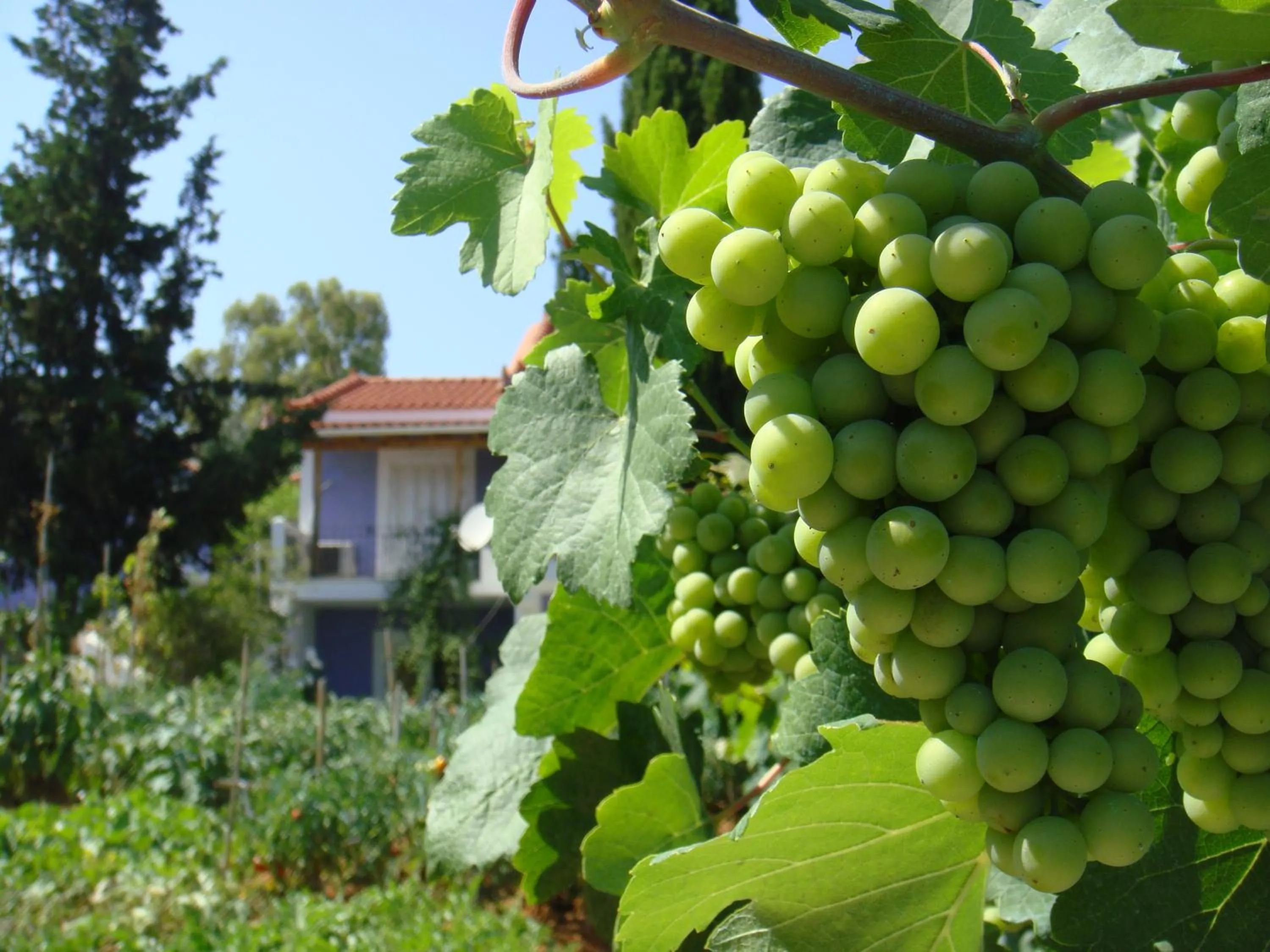 Food close-up in Villa Eliza
