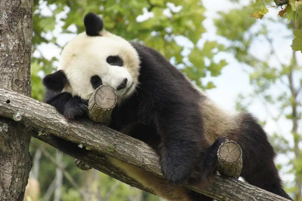 Chambres d'Hôtes Les Bords du Cher