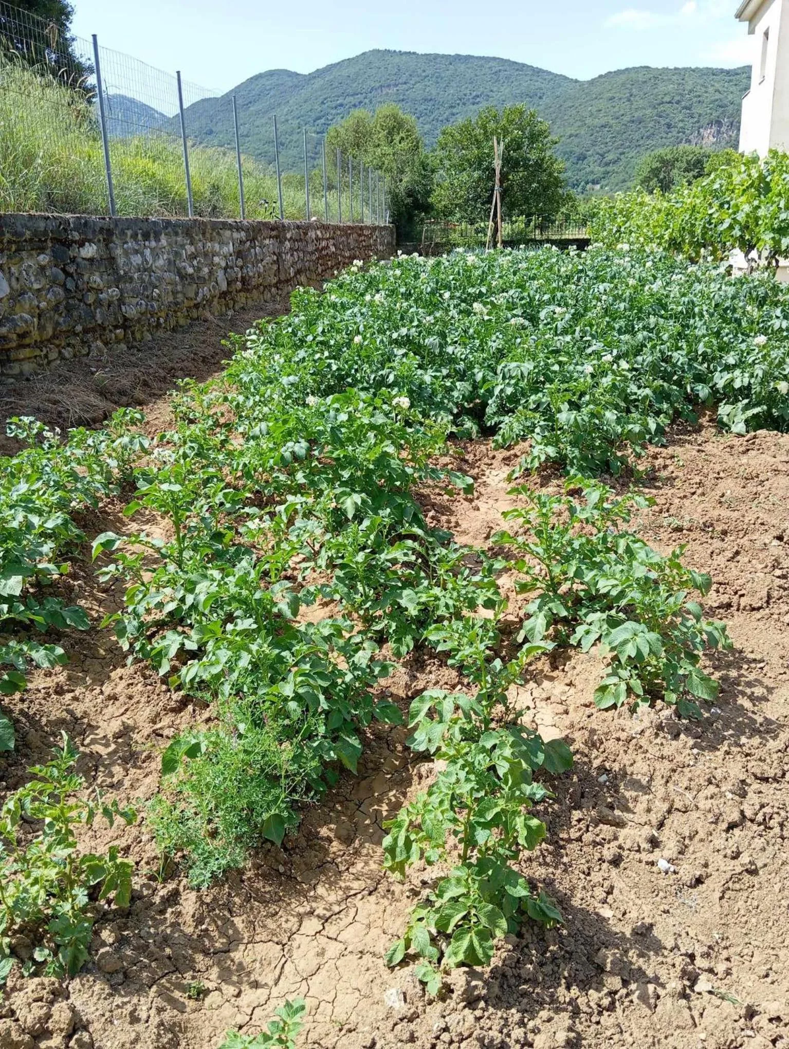 Garden in Hotel Spiridoula