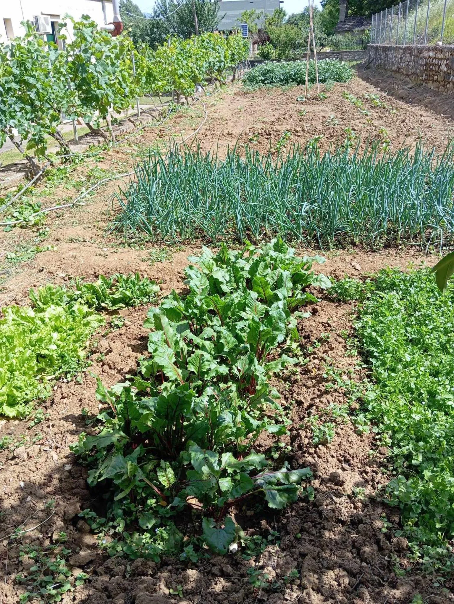 Garden in Hotel Spiridoula