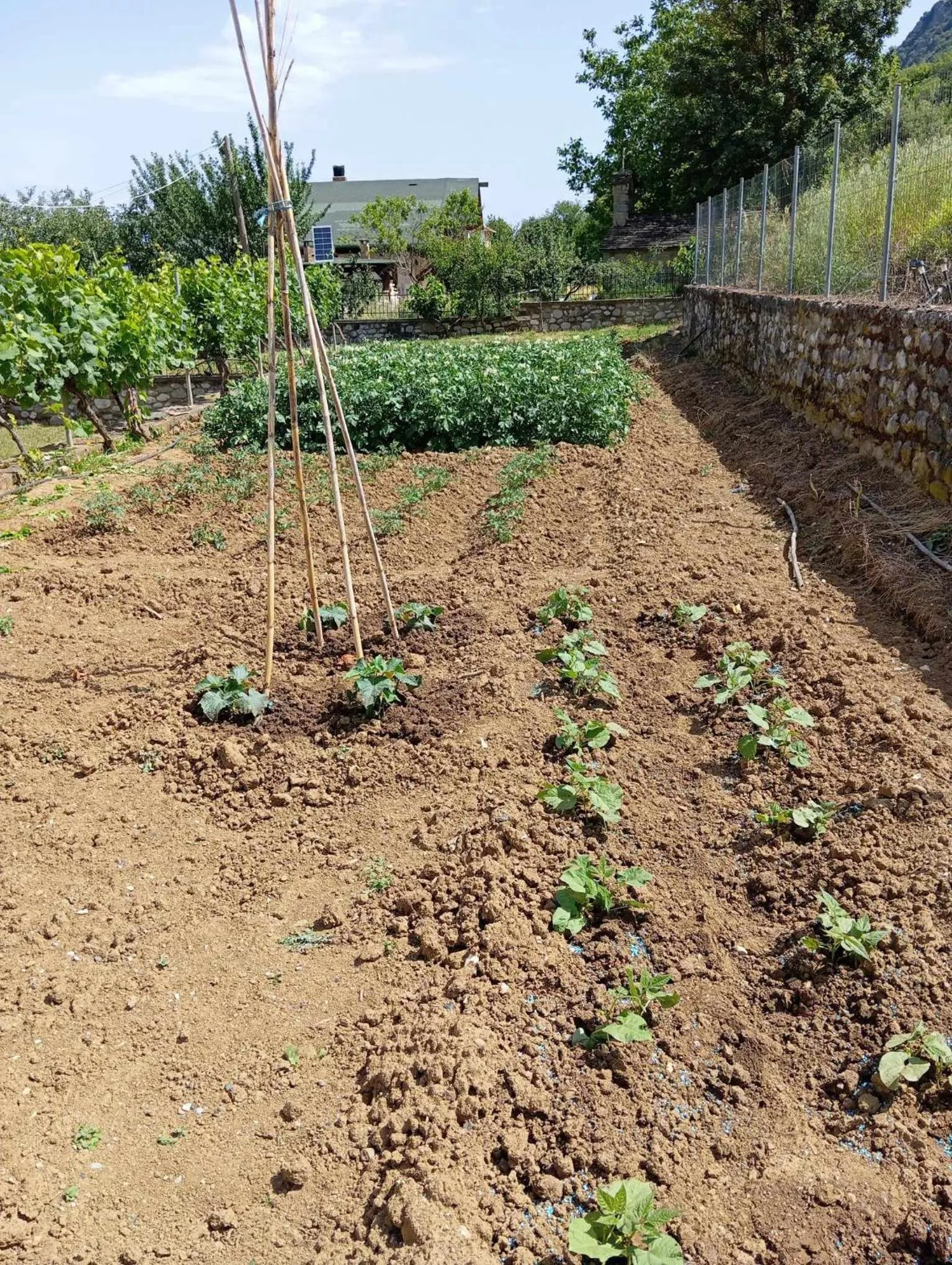 Garden in Hotel Spiridoula