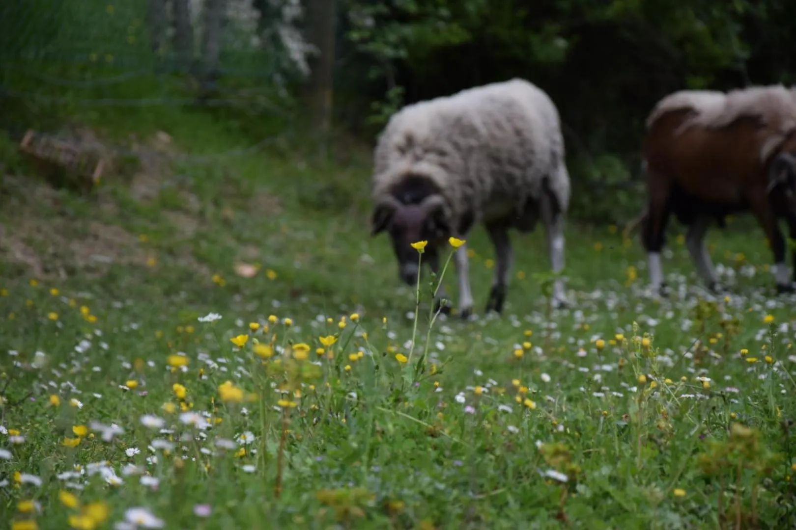 Agriturismo Il Poggio degli Scoiattoli