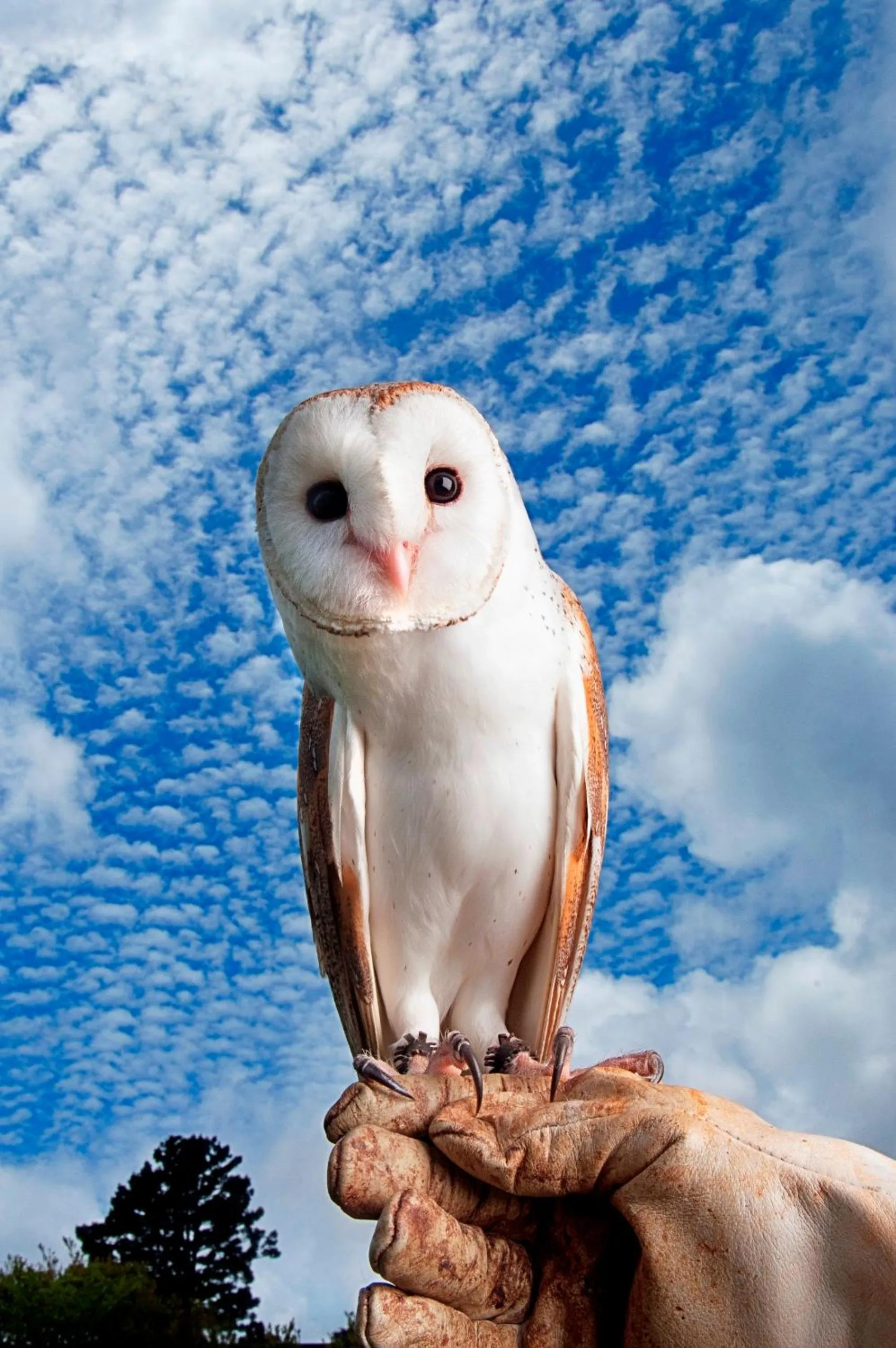 Day in O'Reilly's Rainforest Retreat