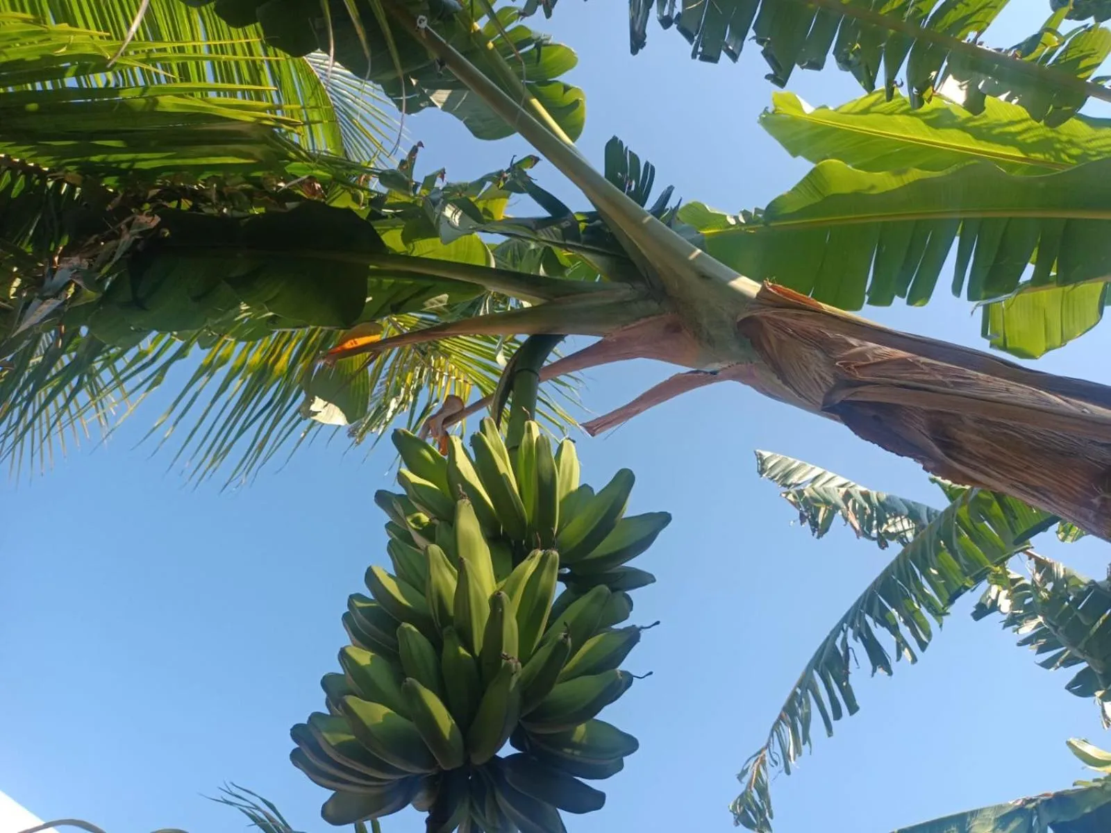Garden in Hostal 230