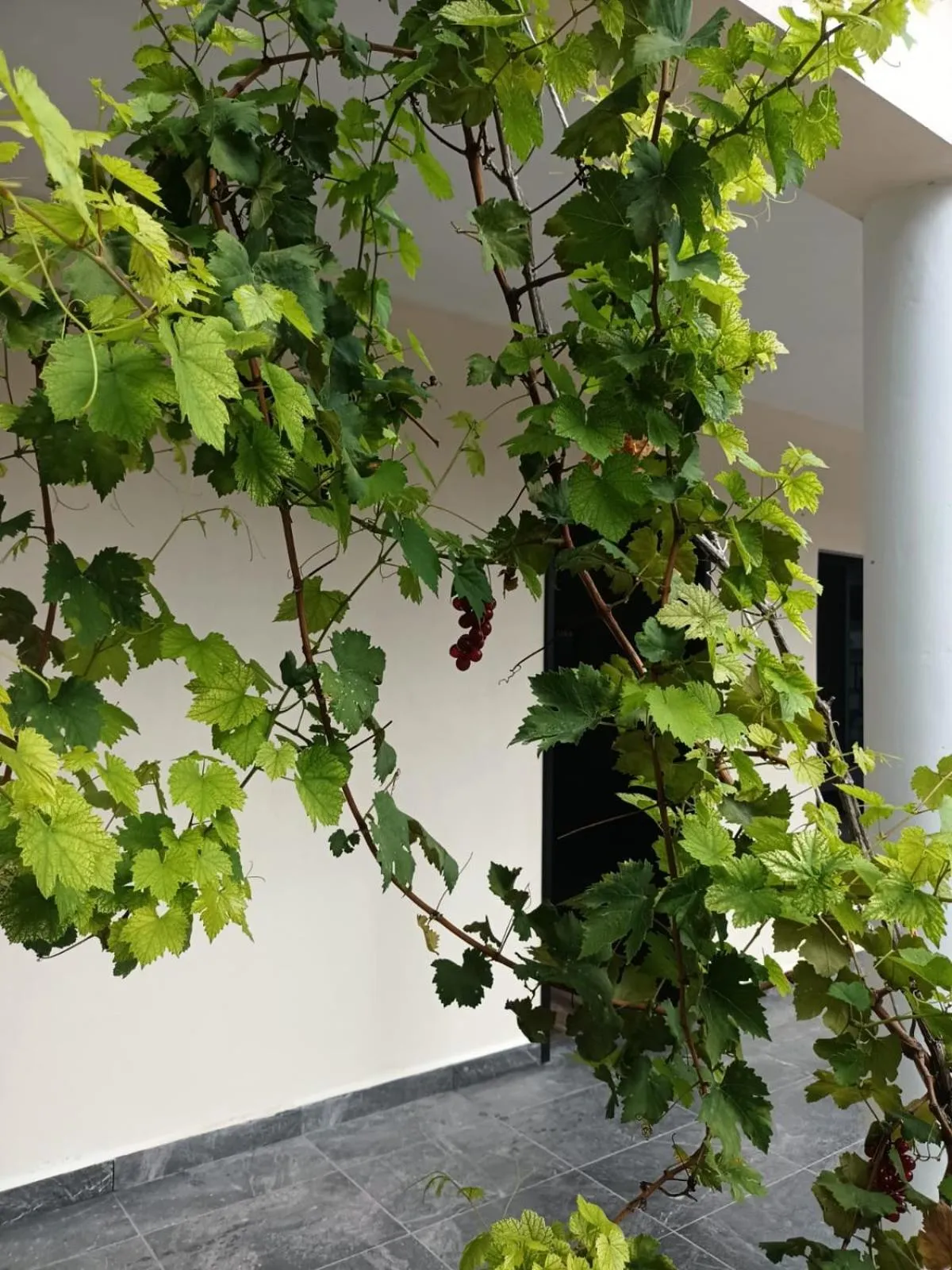 Garden in Hostal 230