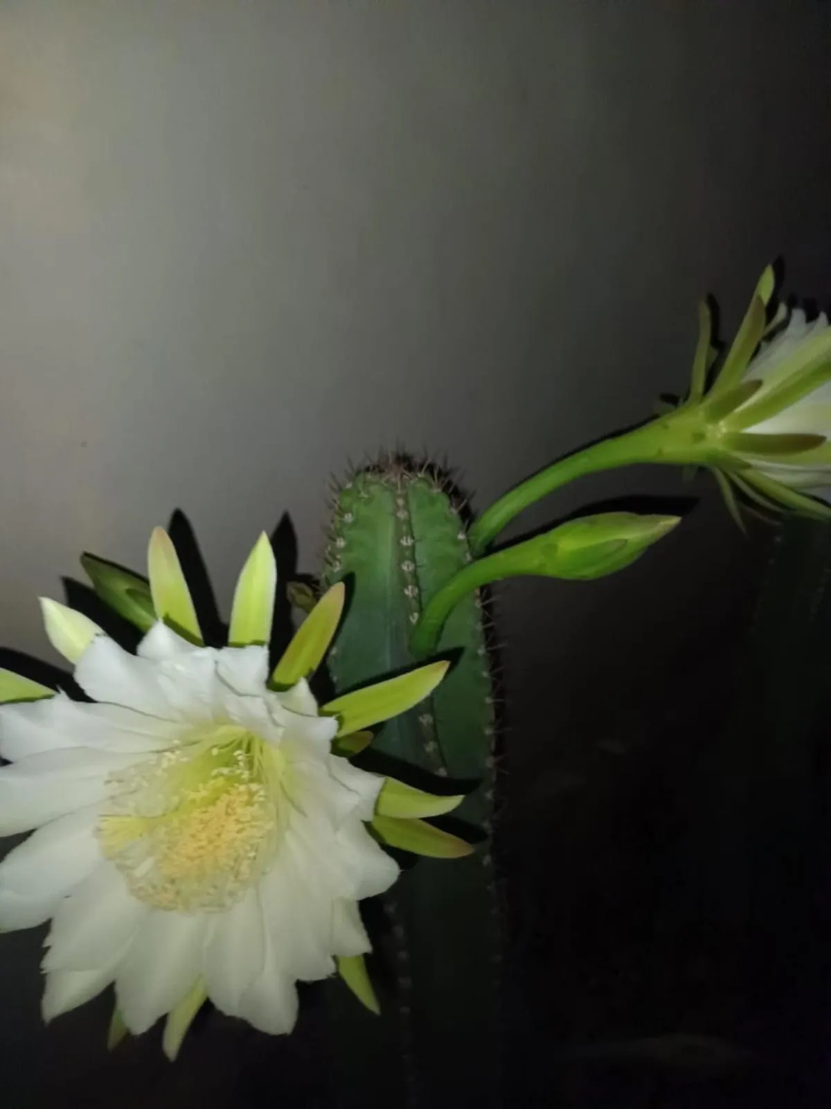 Garden in Hostal 230