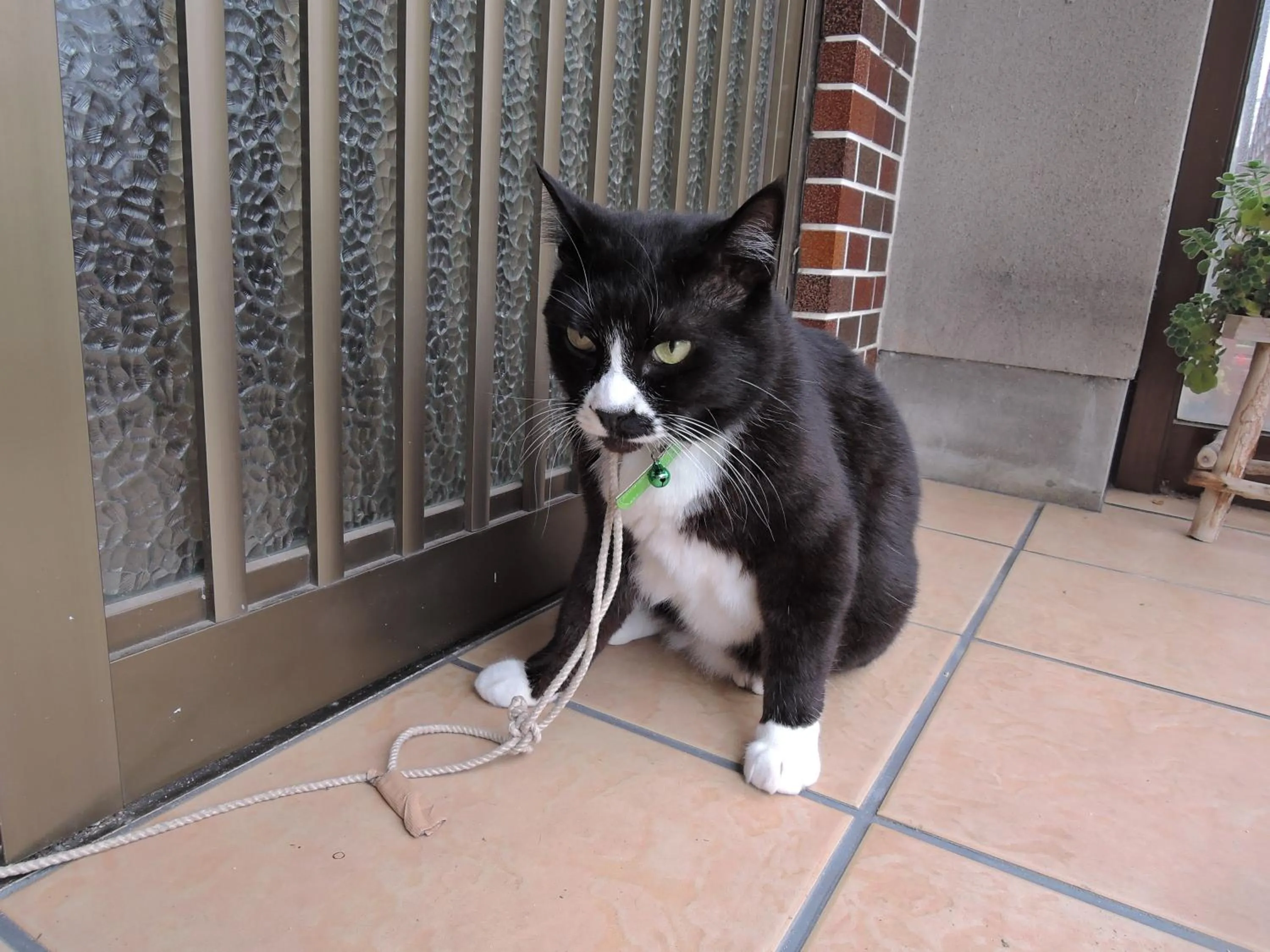 Animals in Minshuku Osaki
