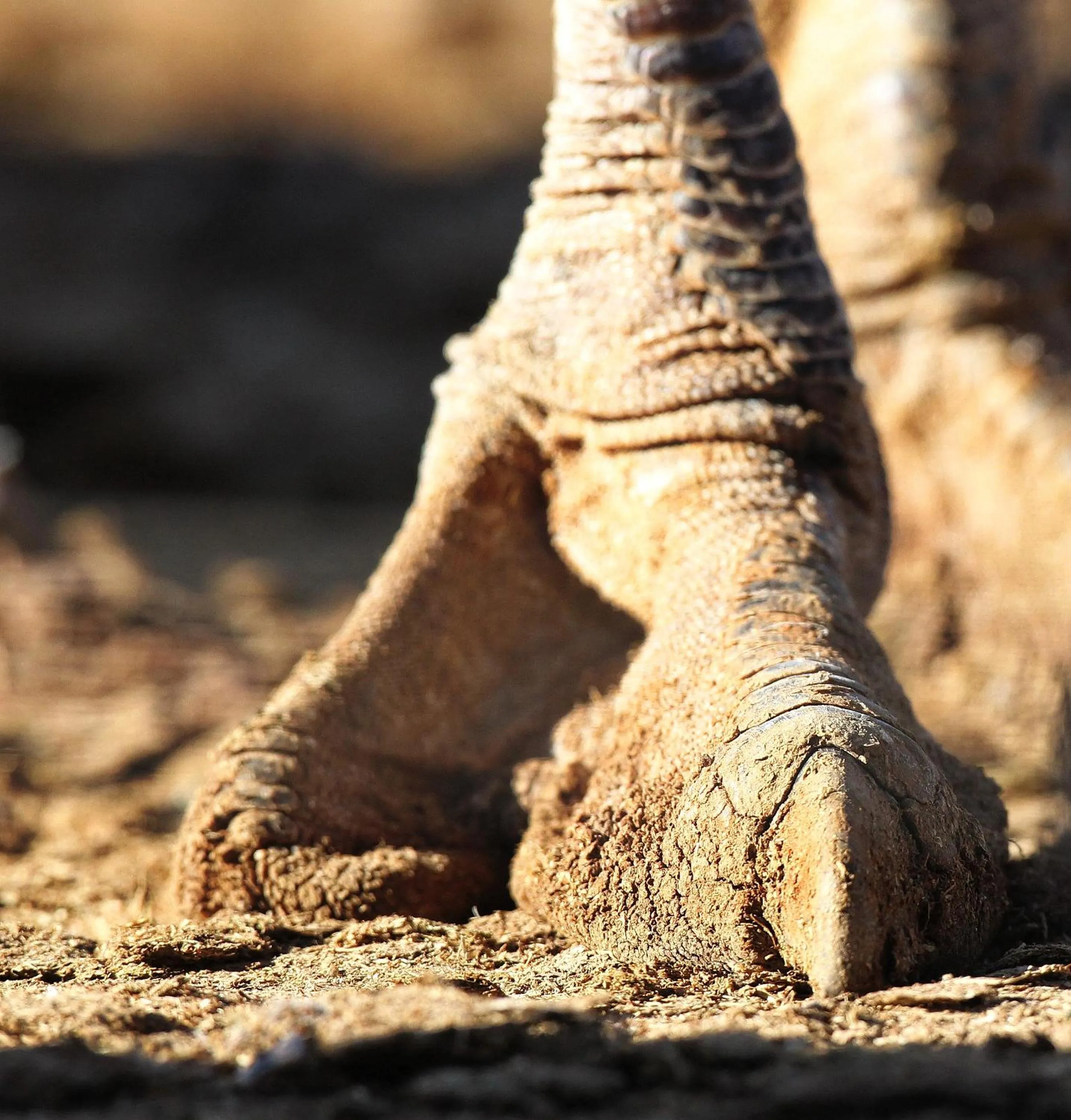 Animals in Berluda Farmhouse and Cottages