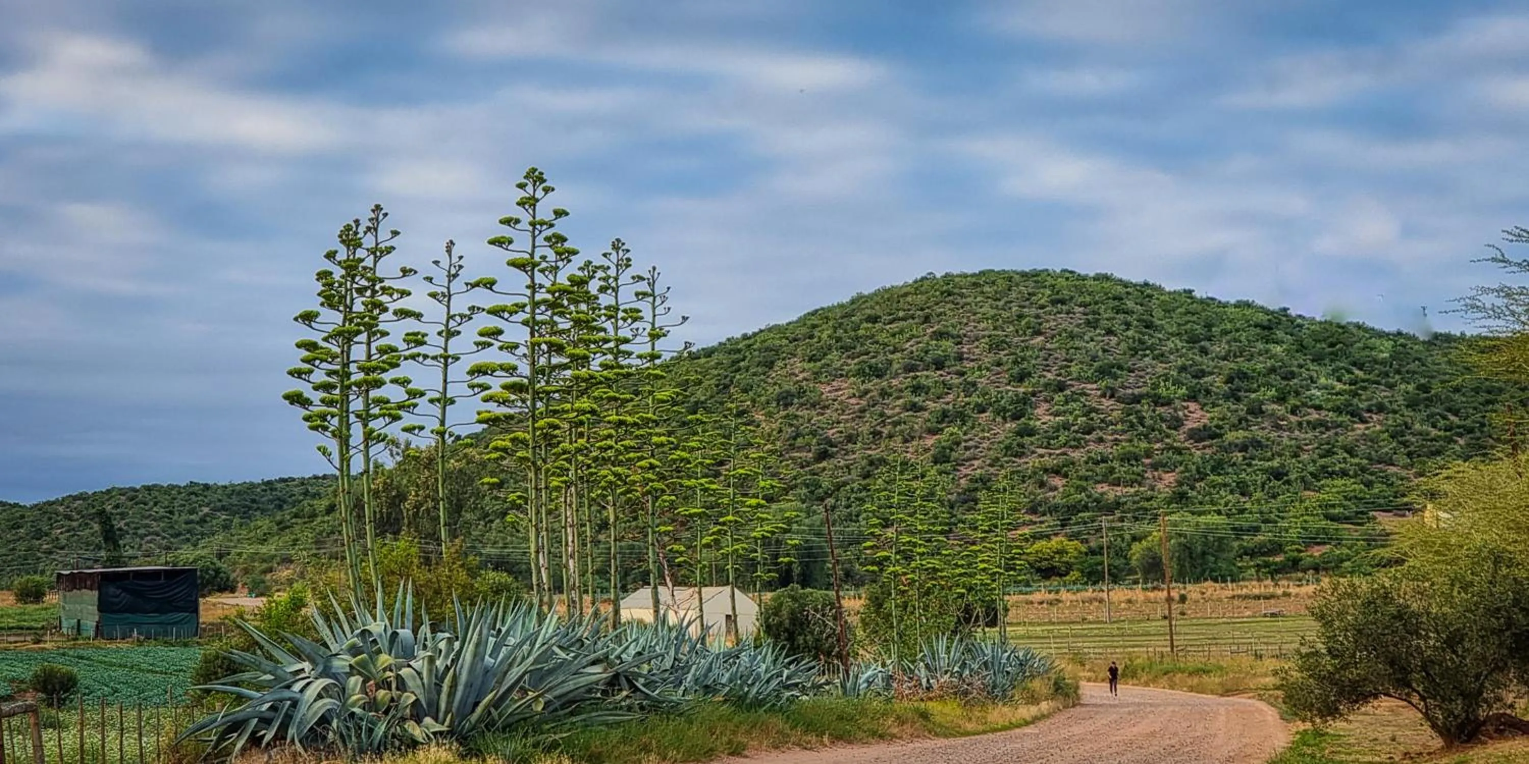 Natural landscape in Berluda Farmhouse and Cottages