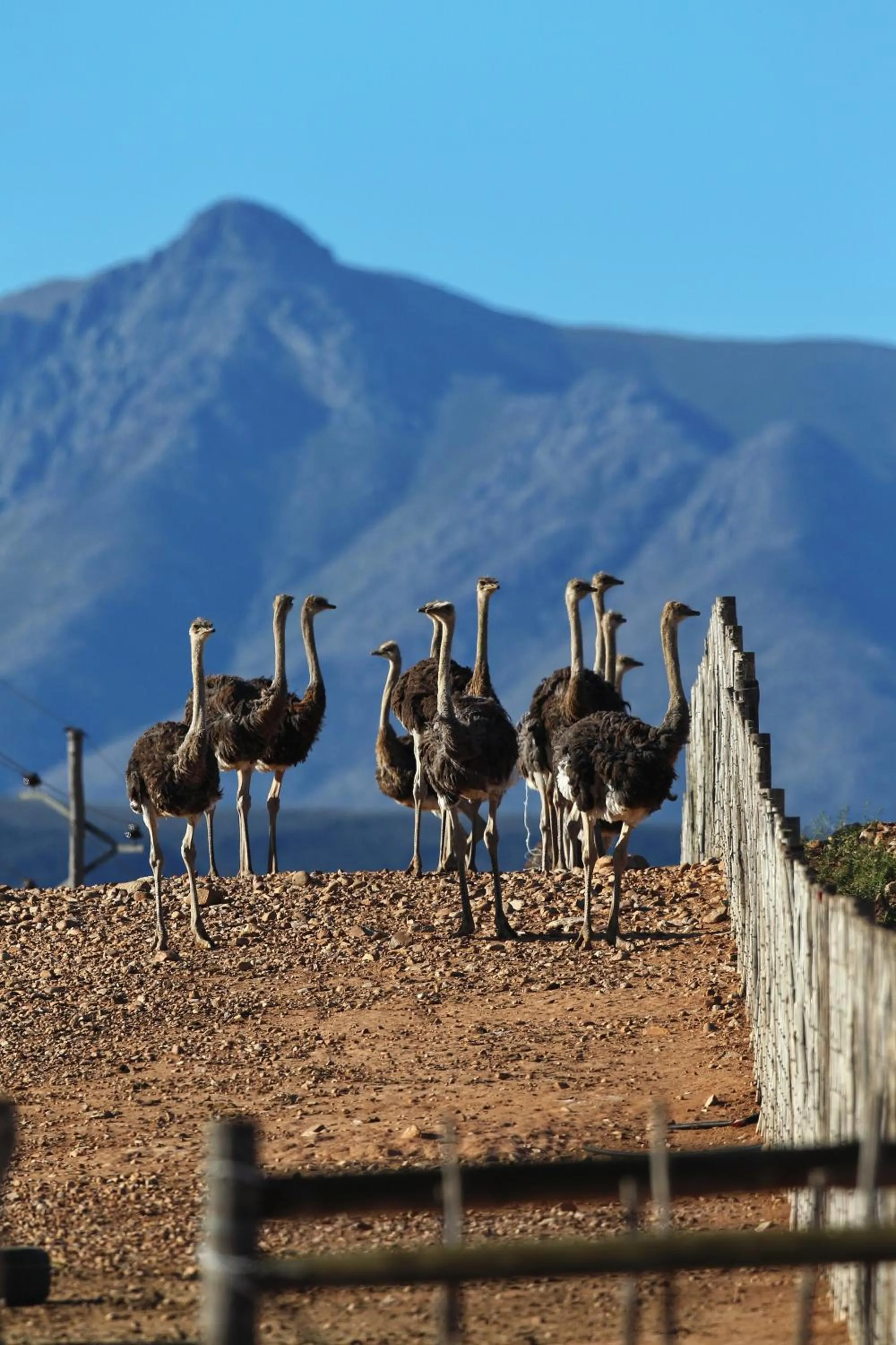 Activities in Berluda Farmhouse and Cottages