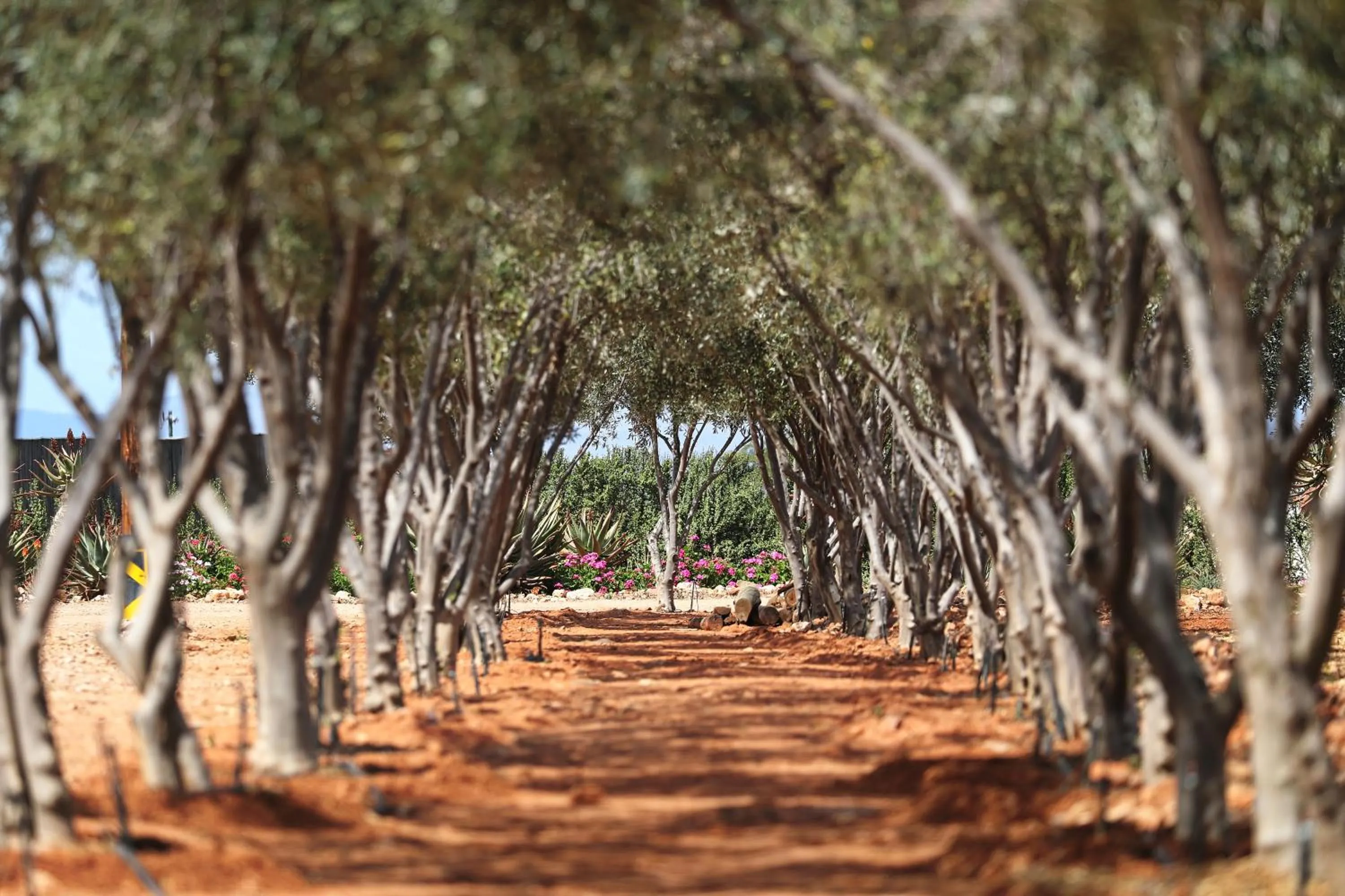 Garden in Berluda Farmhouse and Cottages