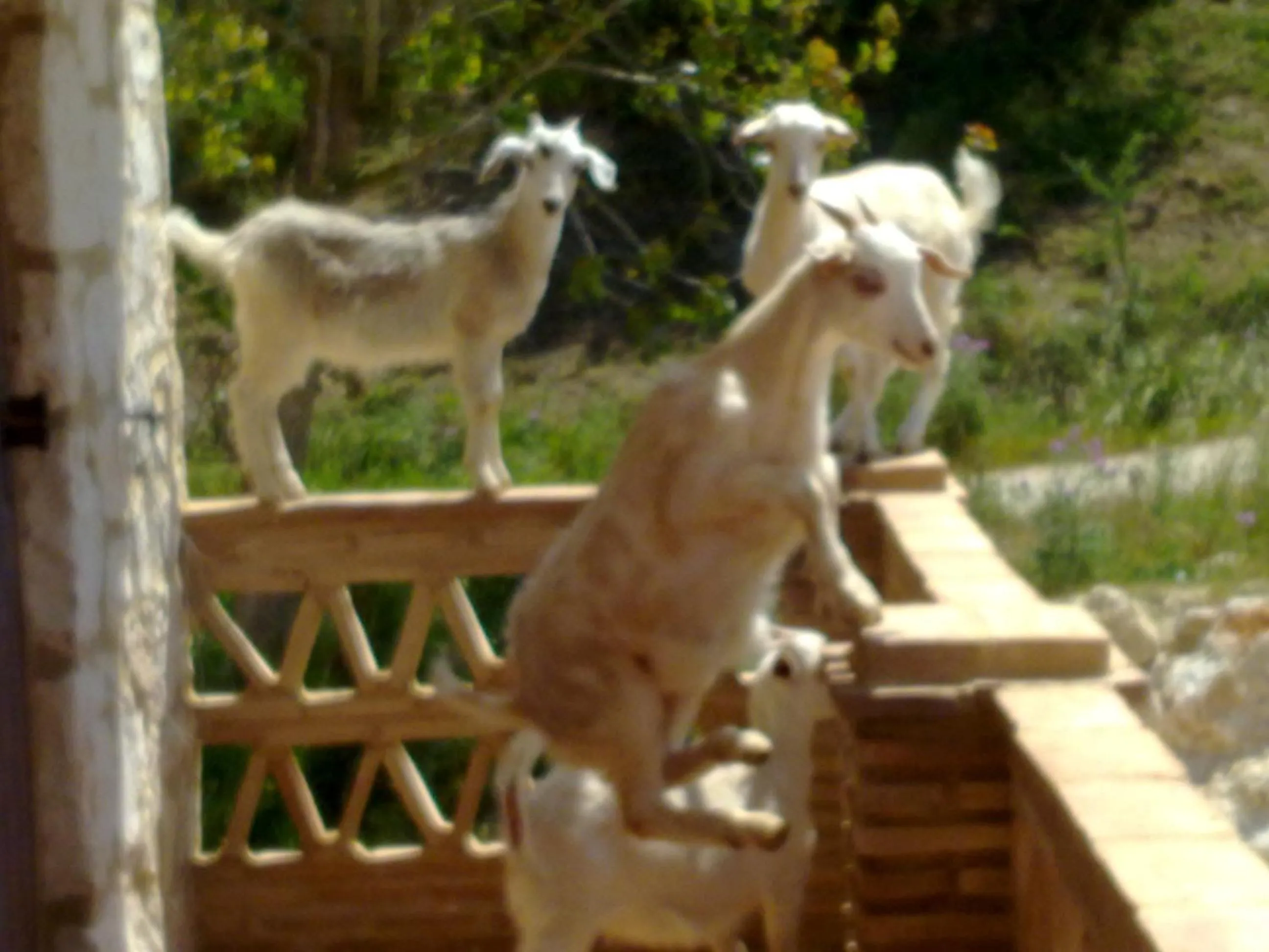 Day in Alegria Villas Complex