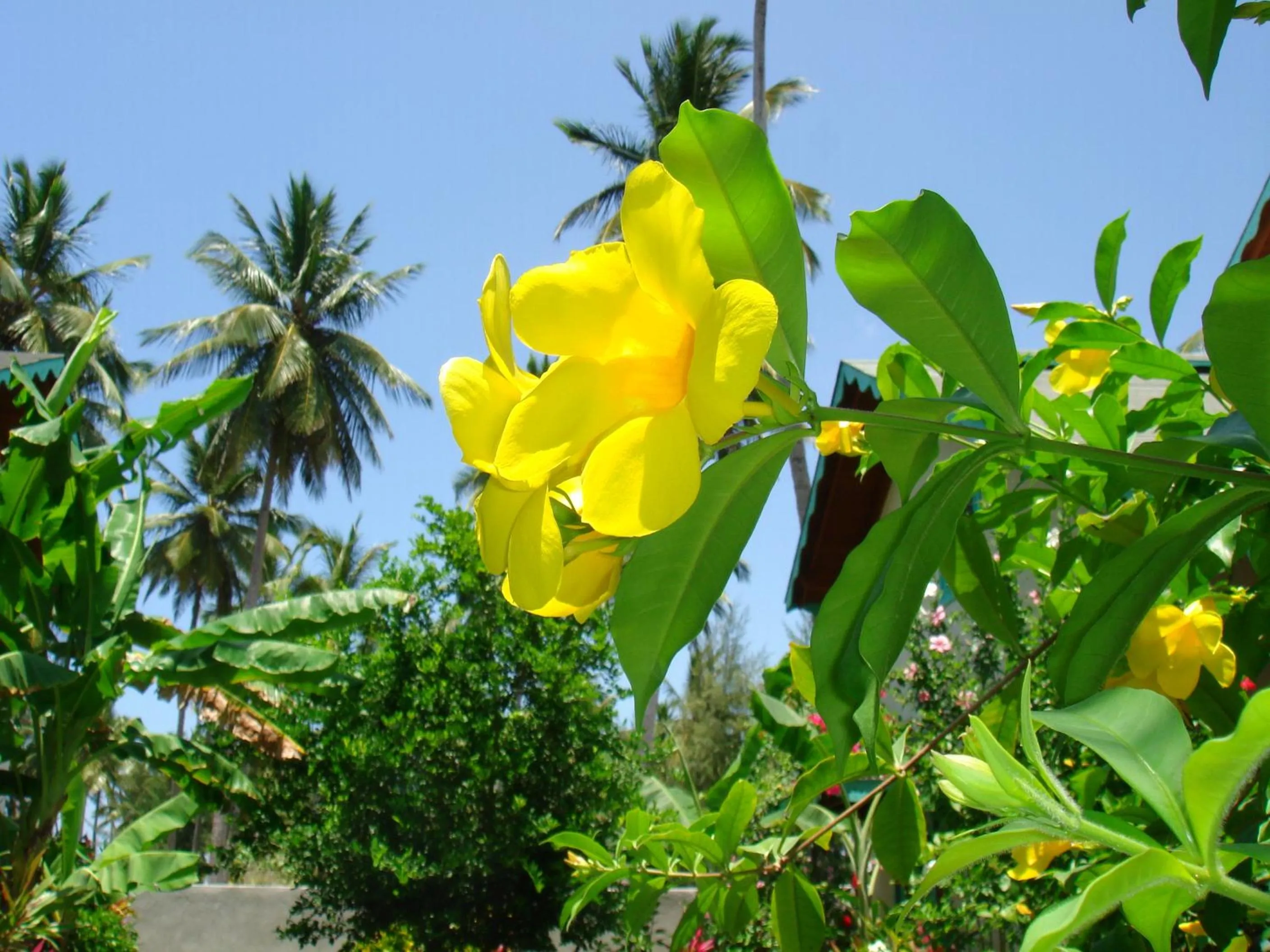 Spring in Hotel Playa Colibri