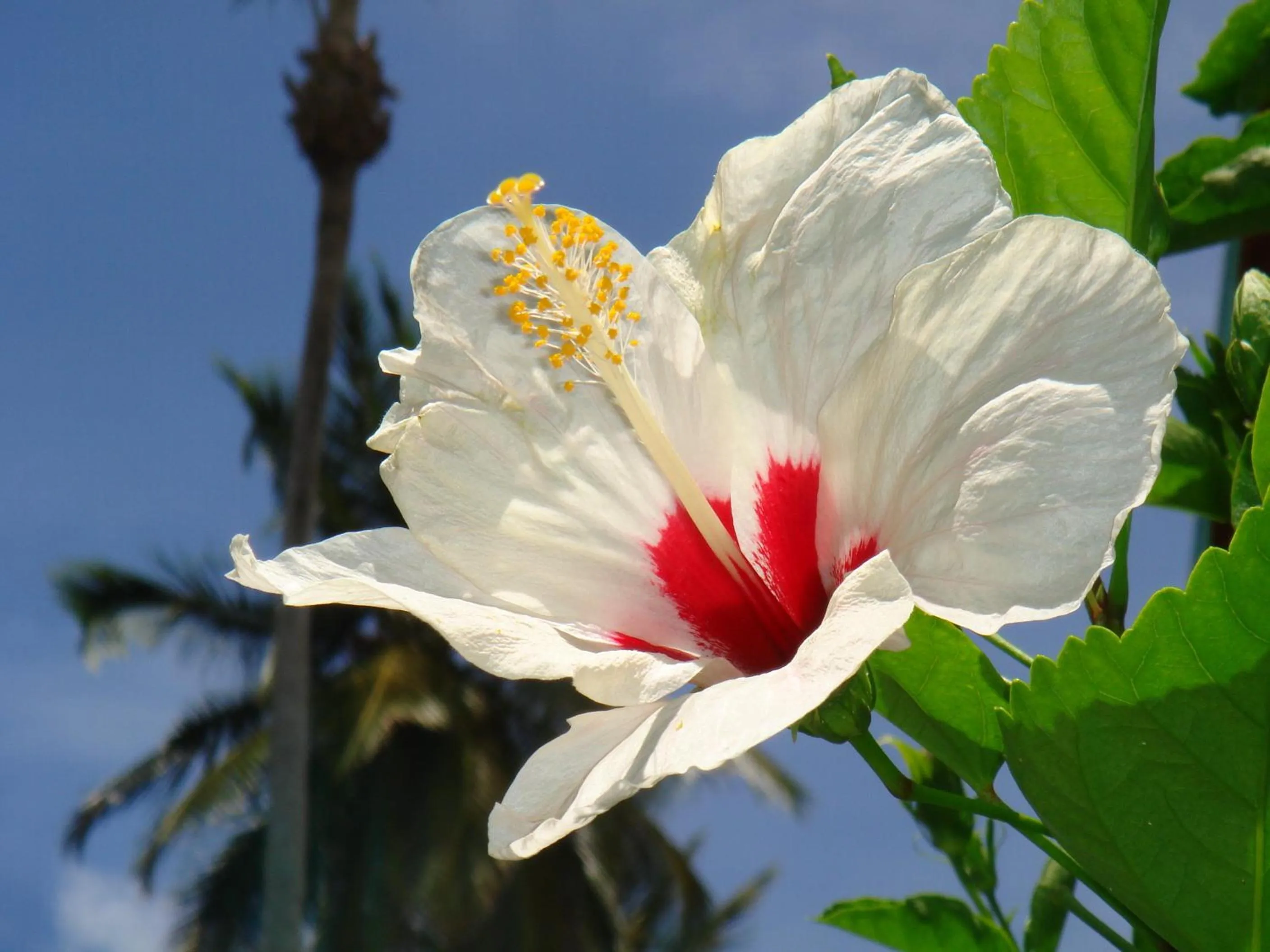 Spring in Hotel Playa Colibri