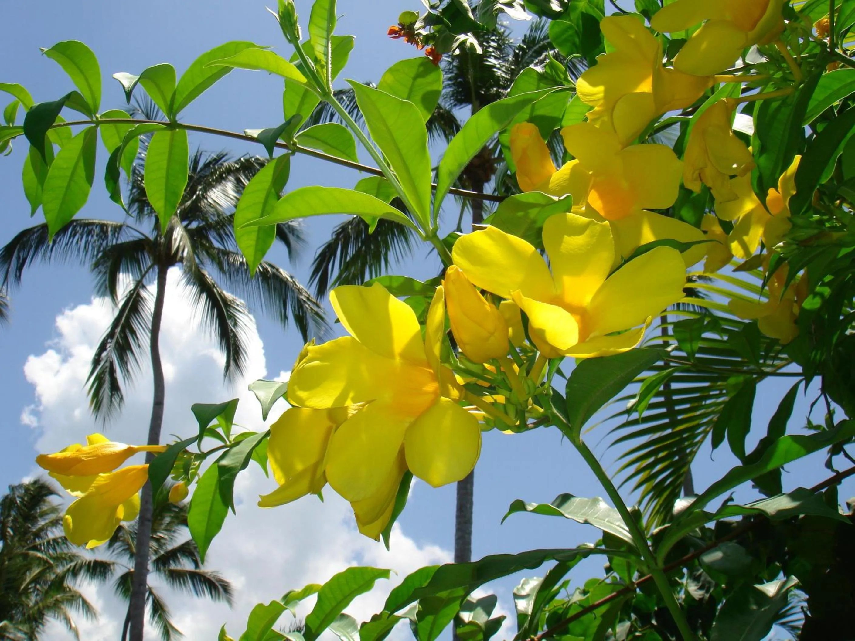 Spring in Hotel Playa Colibri