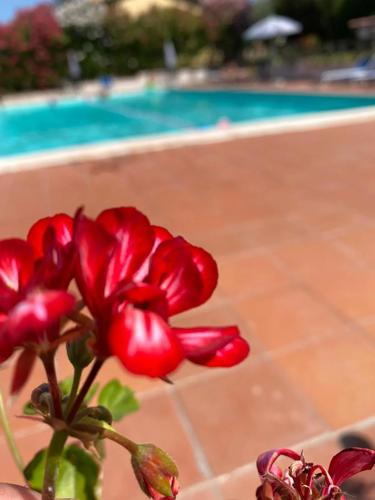 Pool view in Cardinal Girolamo
