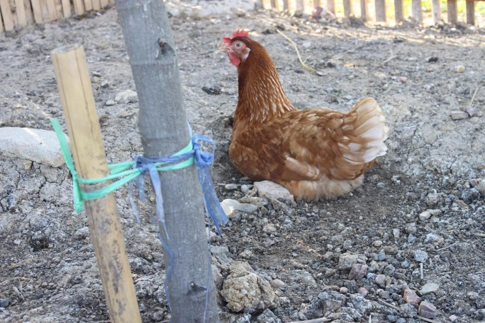 Property building in Menam Resort