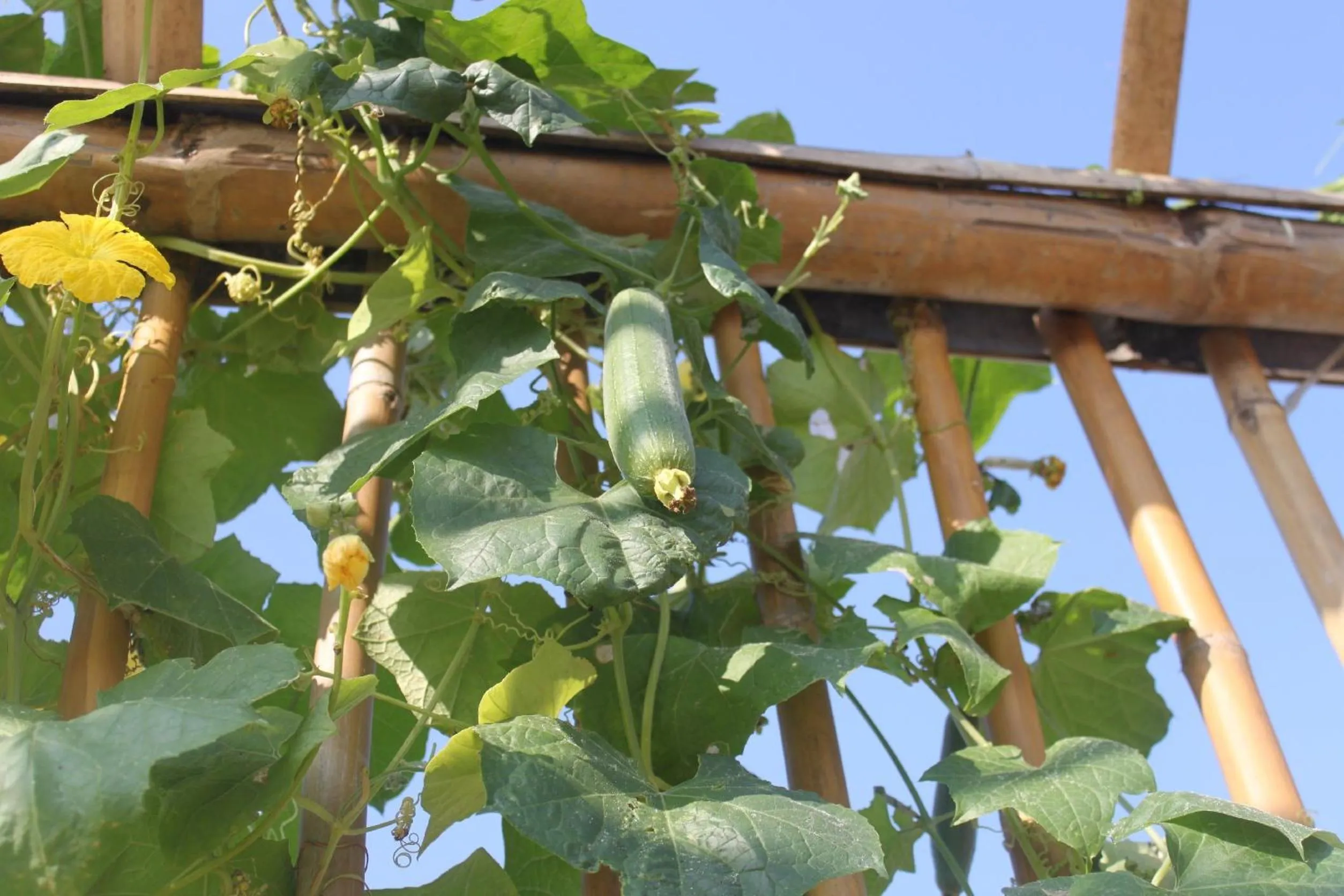 Property building in Menam Resort