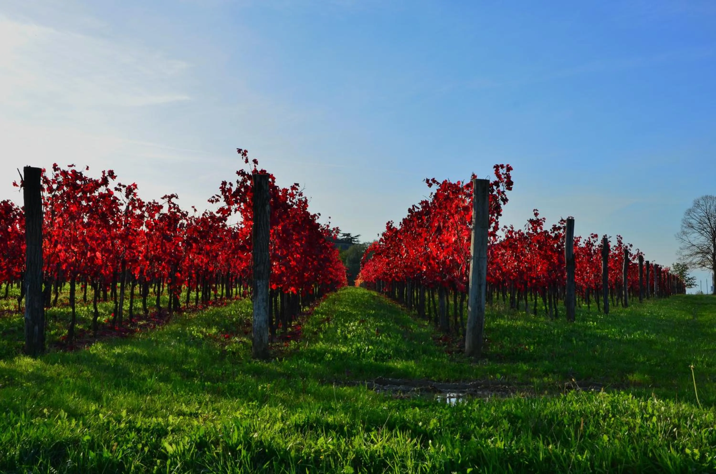 Alloggio Agrituristico CORTE SAN BIAGIO