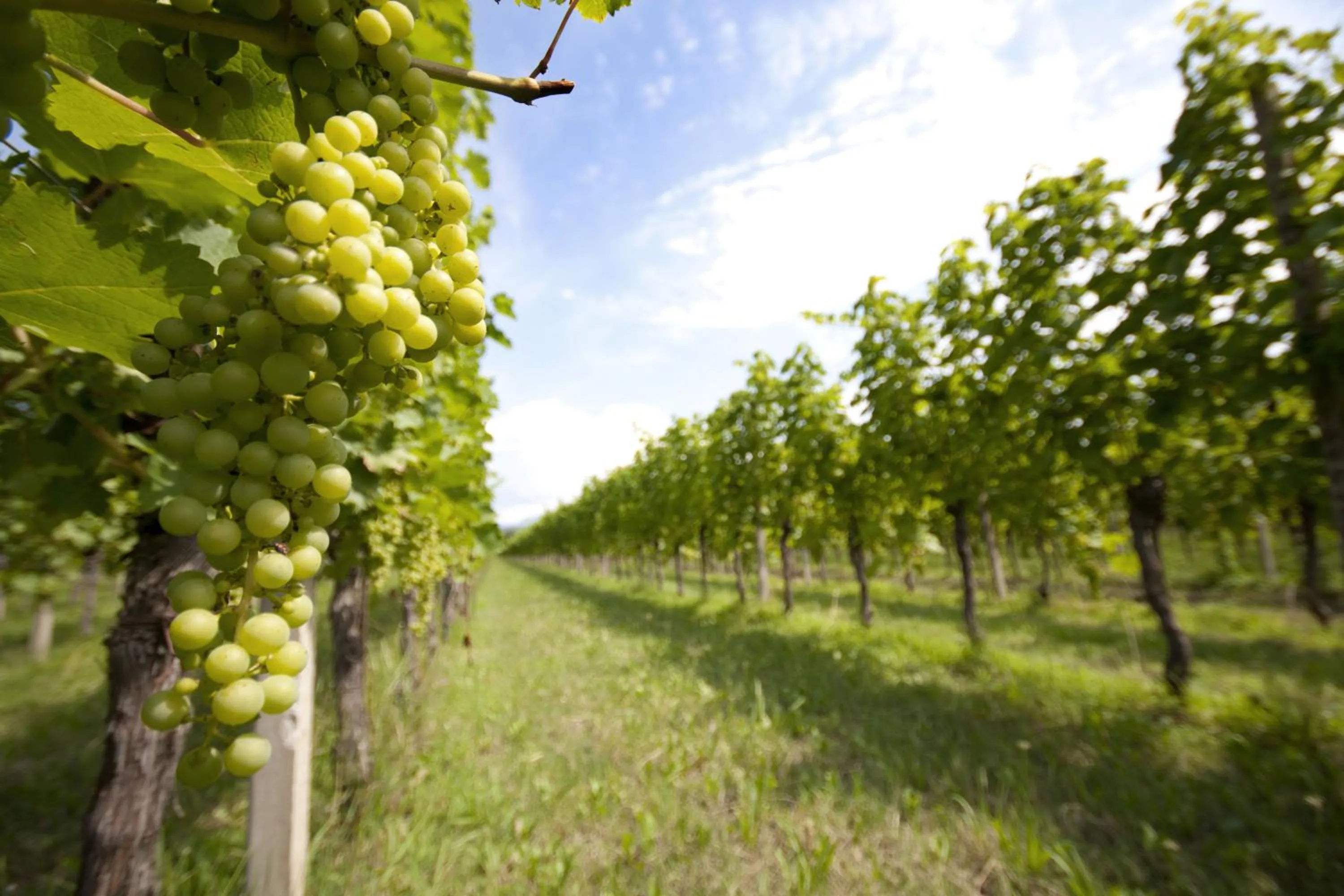 Alloggio Agrituristico CORTE SAN BIAGIO