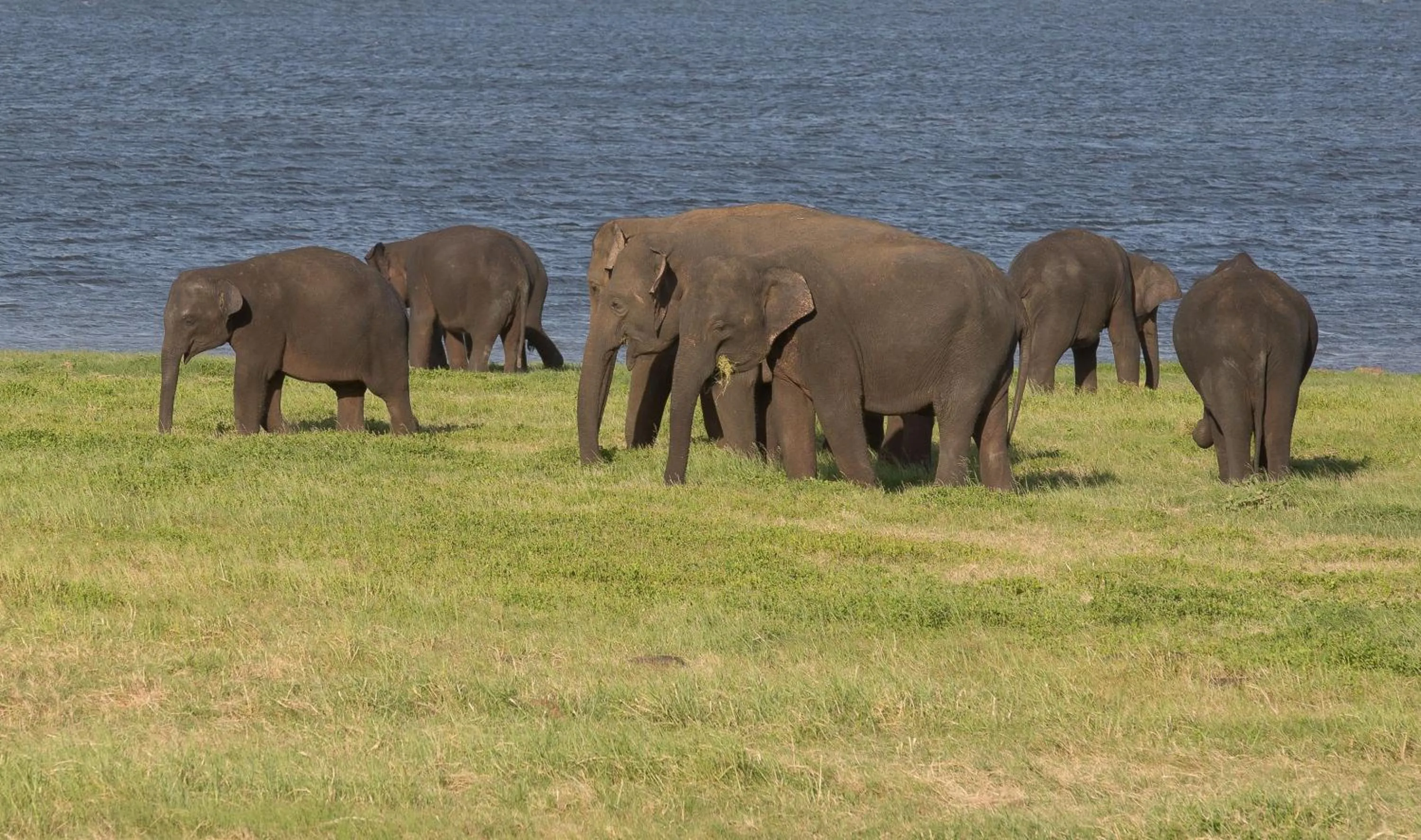 Off site in The Deer Park Hotel