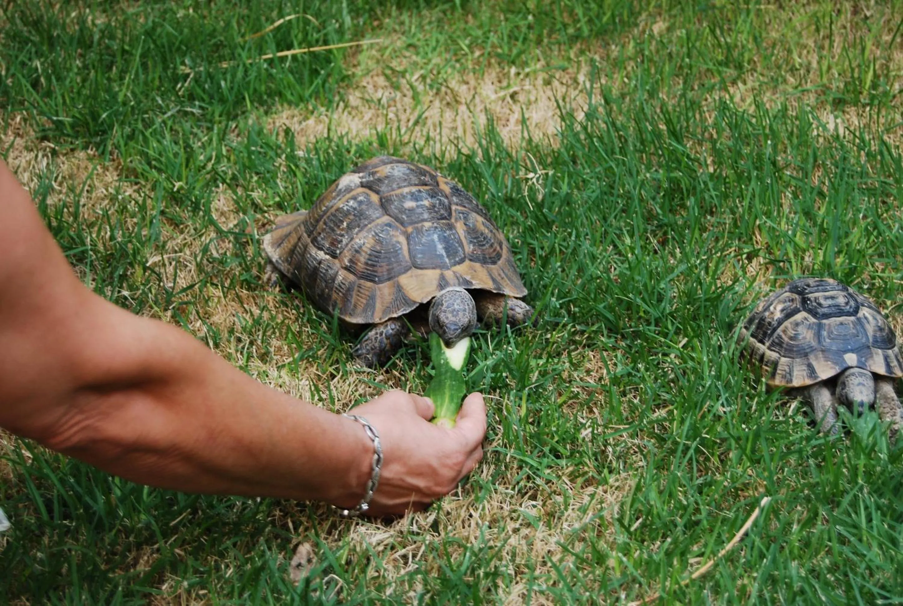 Animals in Sirena Residence & Spa