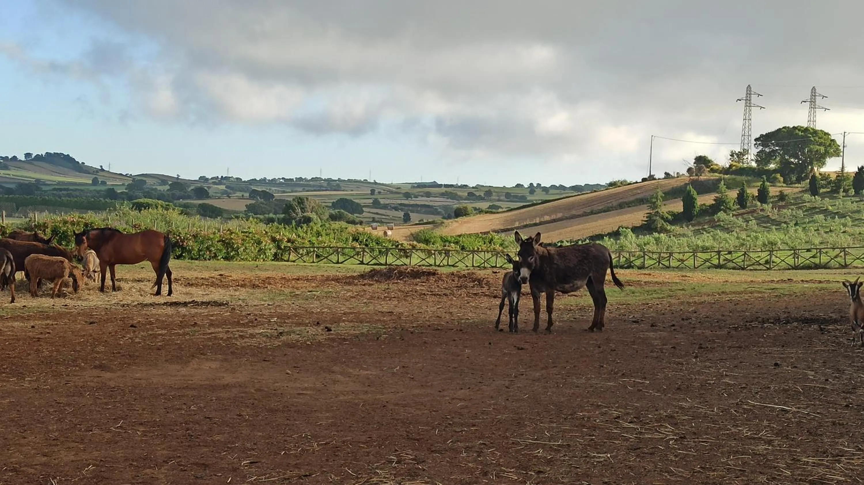 Animals in Popilia Country Resort
