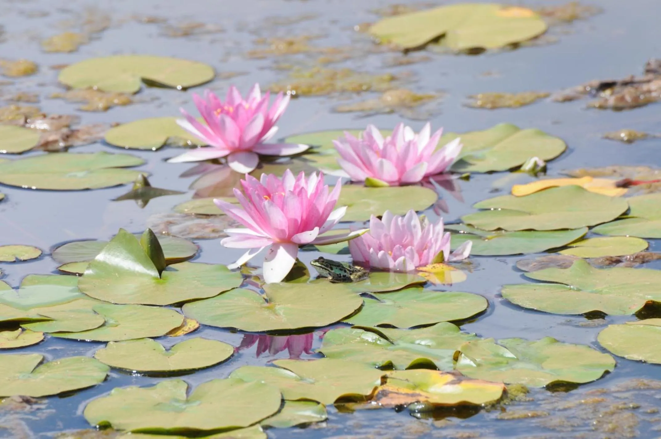 Garden in Popilia Country Resort