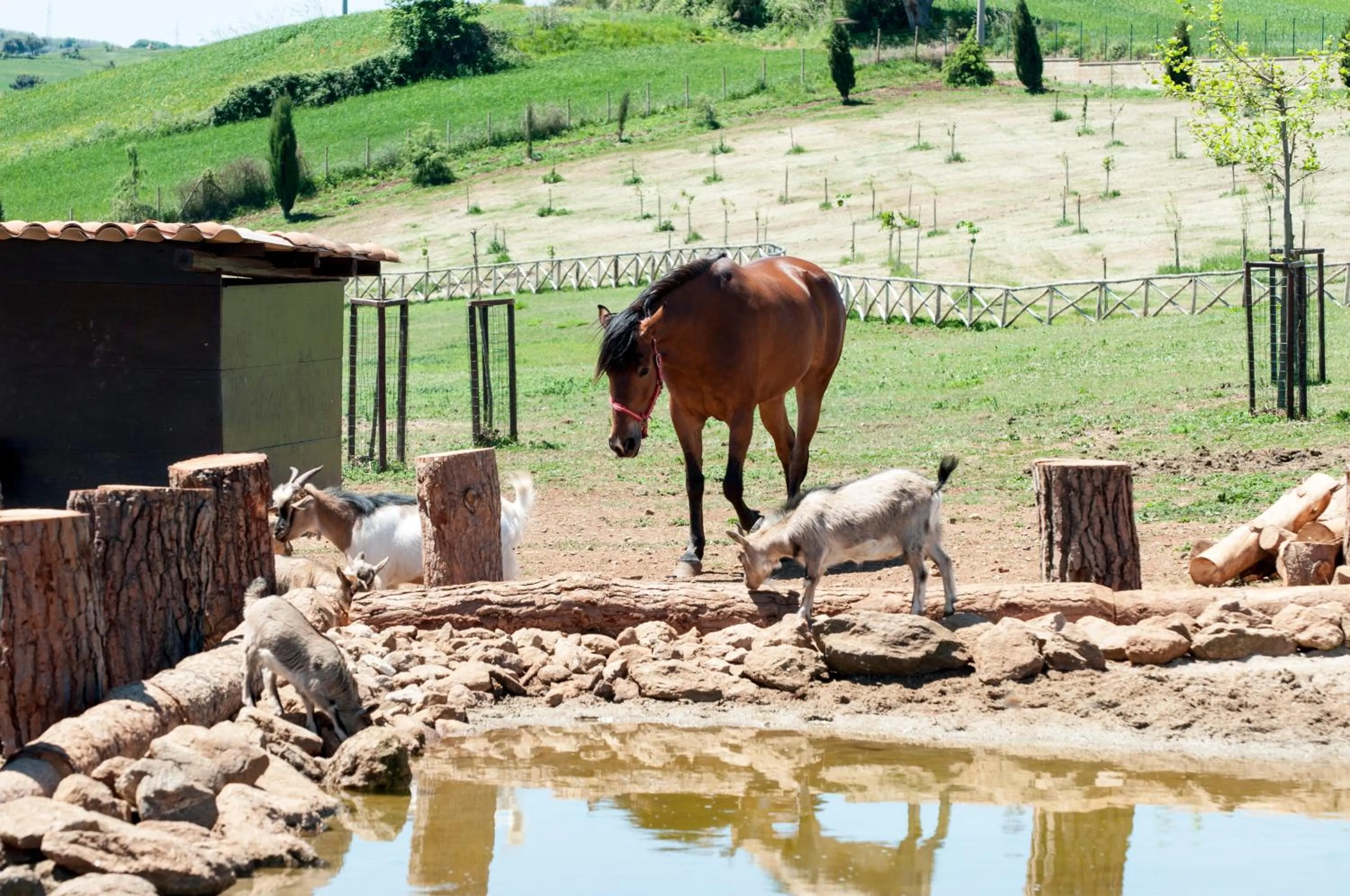 Animals in Popilia Country Resort
