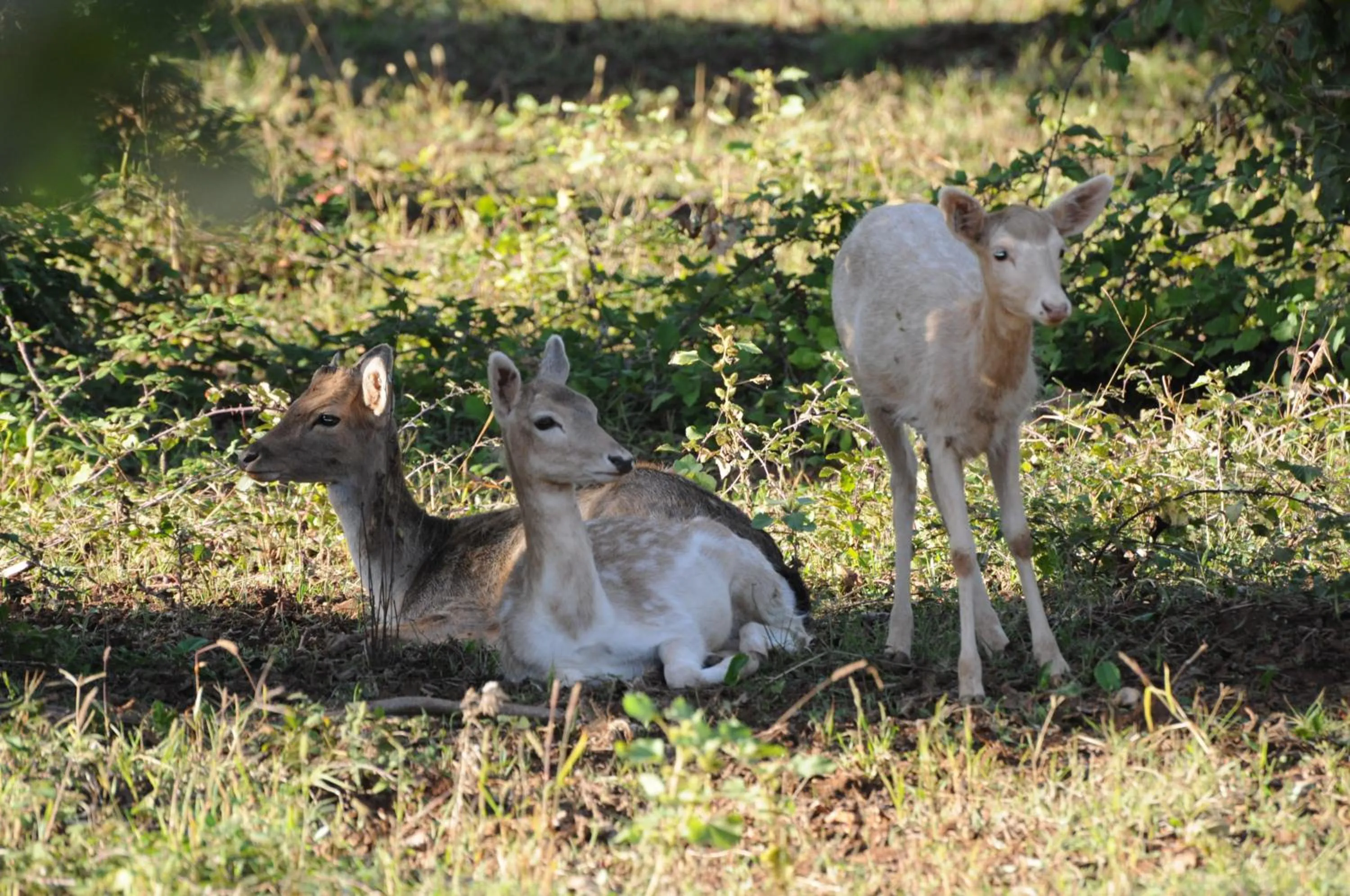 Animals in Popilia Country Resort