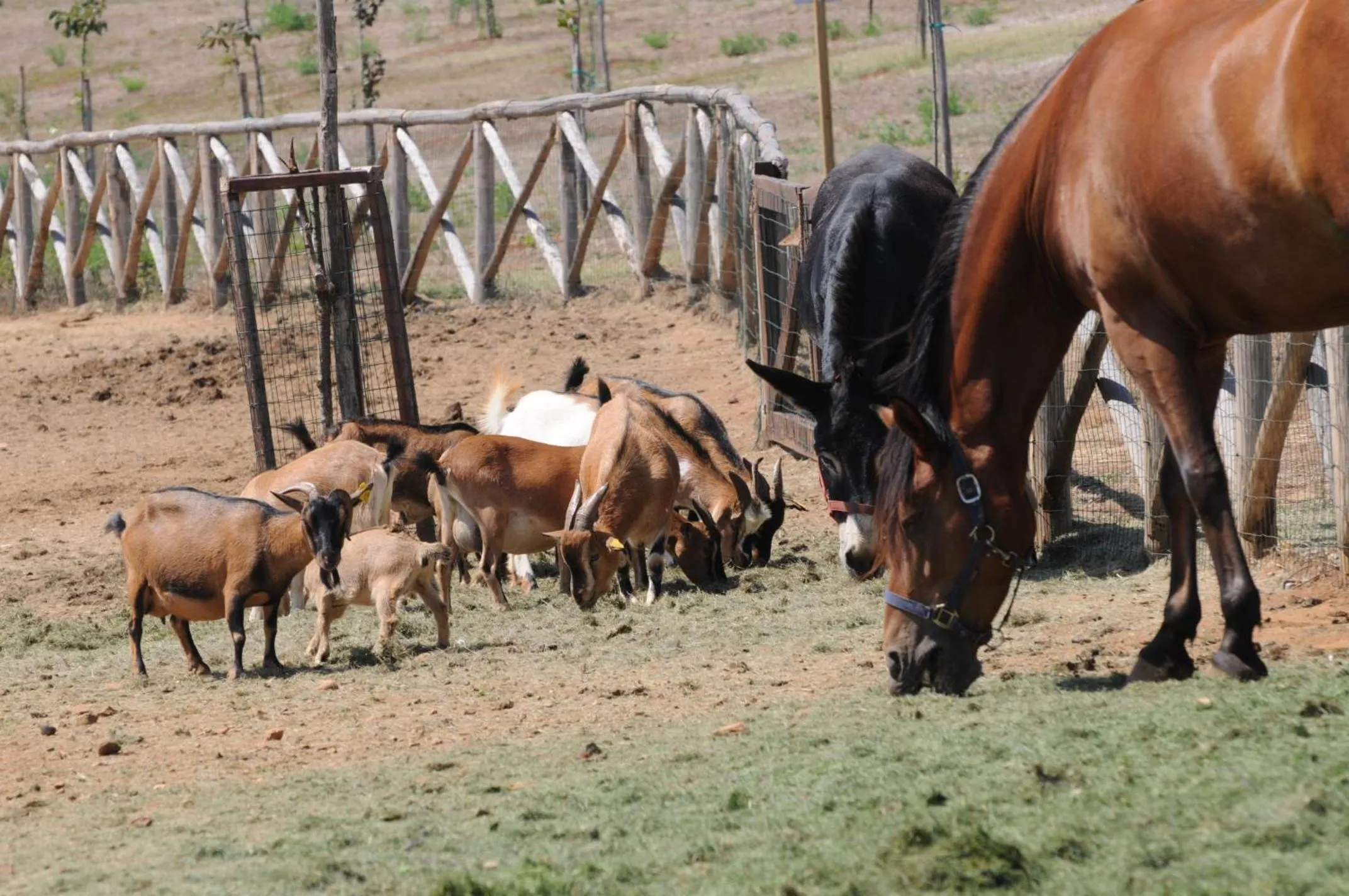 Activities in Popilia Country Resort