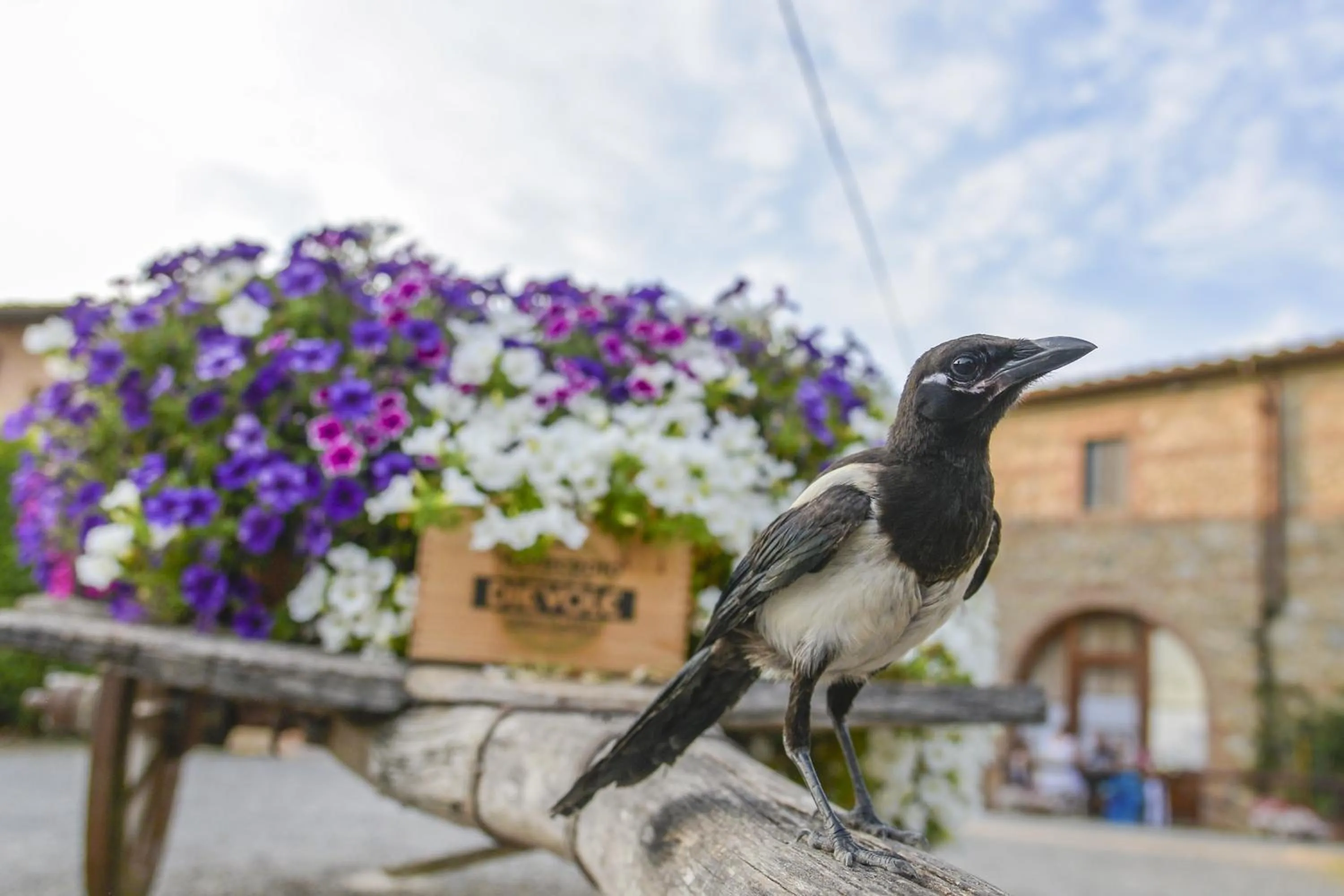 Animals in Casa Di Campagna In Toscana