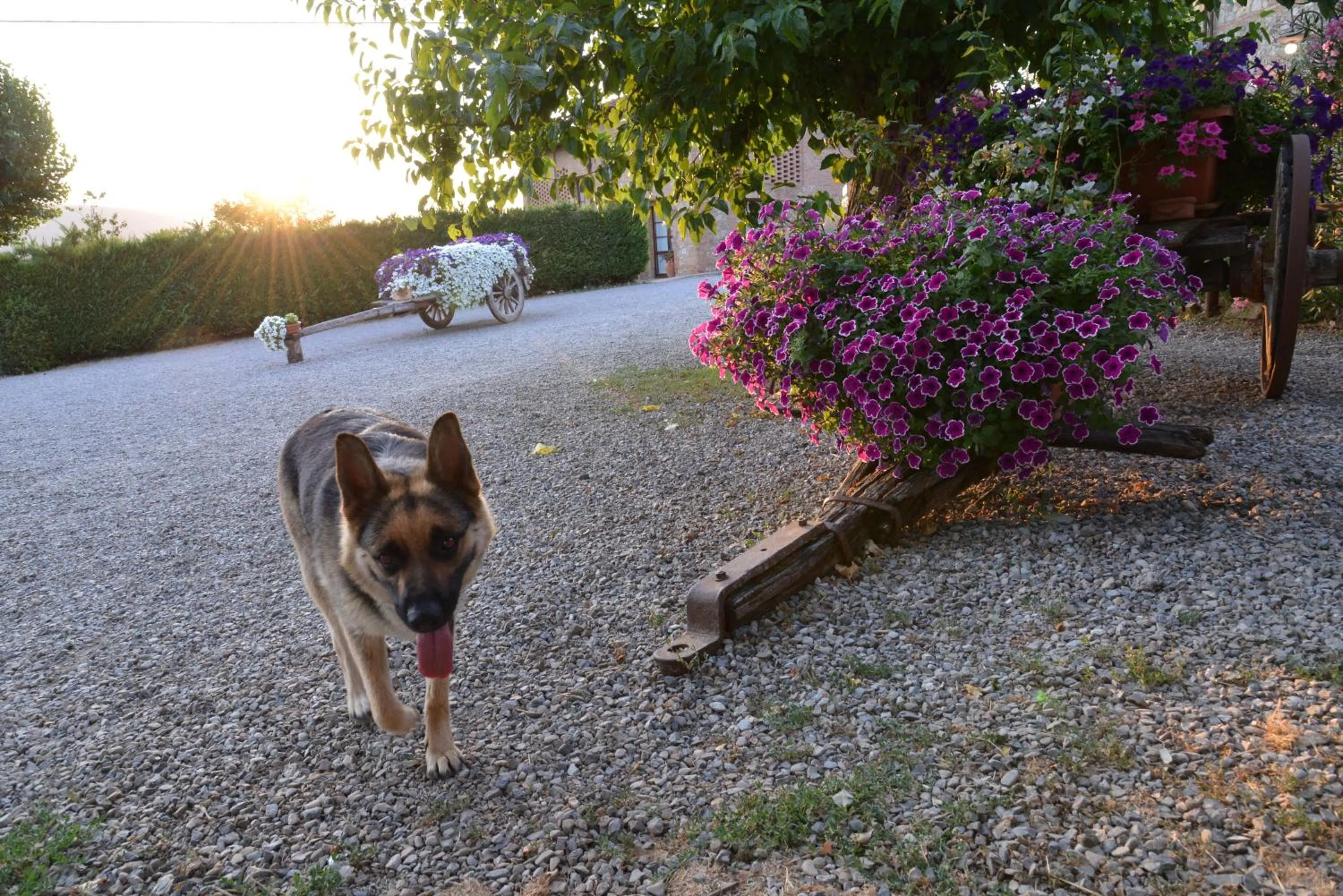 Pets in Casa Di Campagna In Toscana