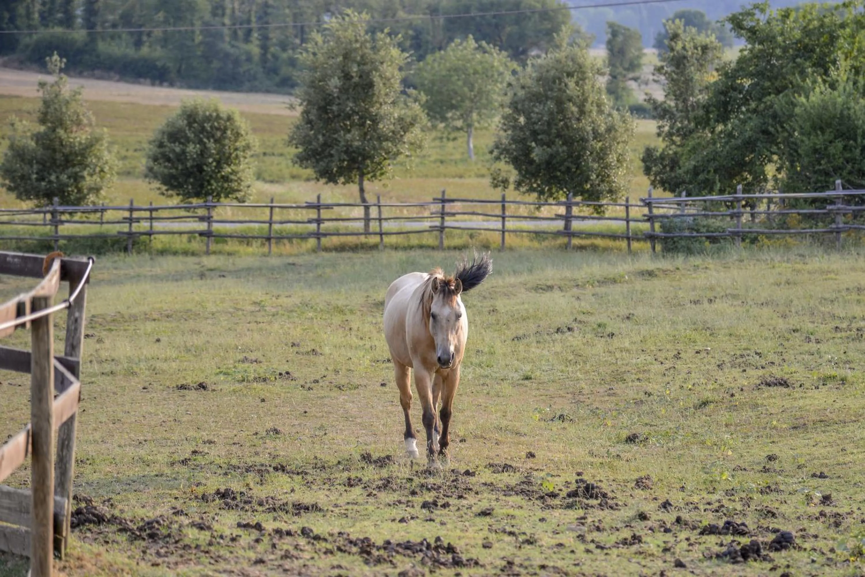 Pets in Casa Di Campagna In Toscana