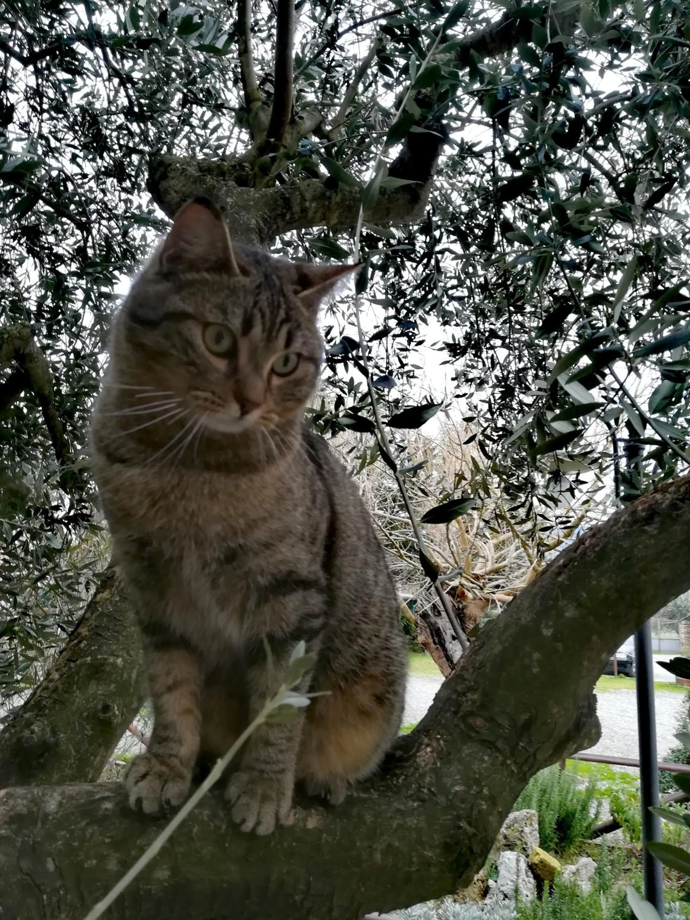 Animals in Casa Di Campagna In Toscana