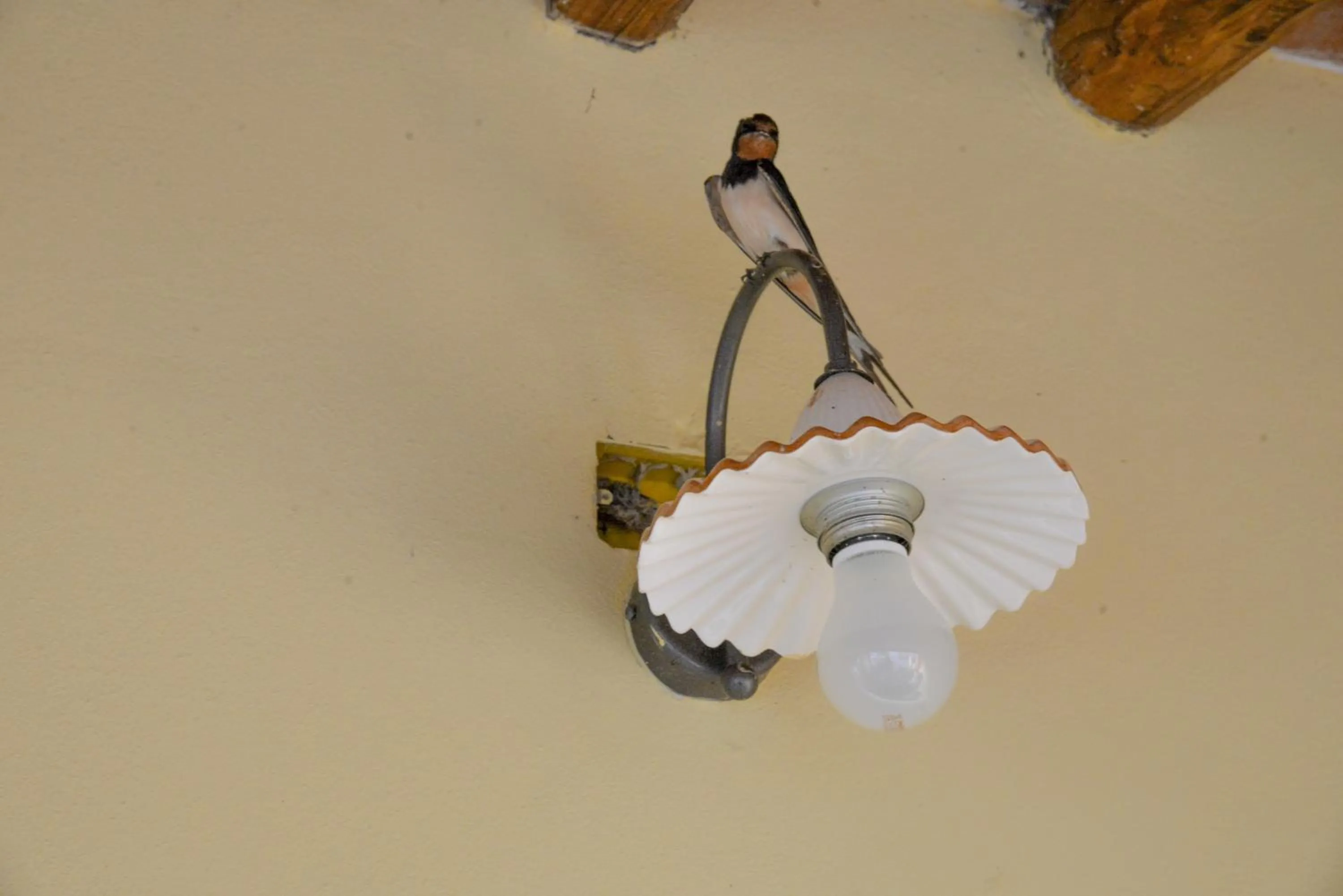 Animals in Casa Di Campagna In Toscana