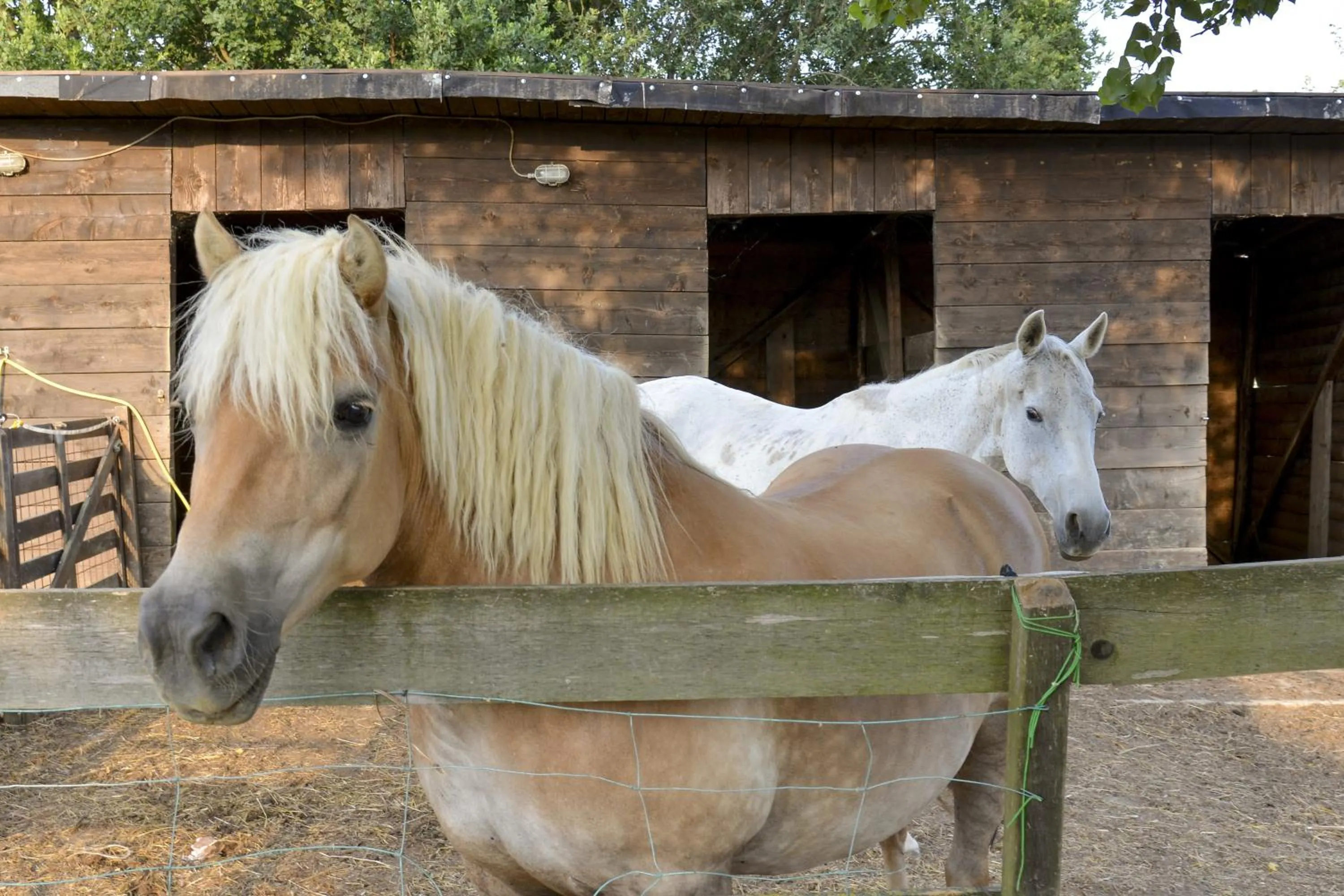 Pets in Casa Di Campagna In Toscana