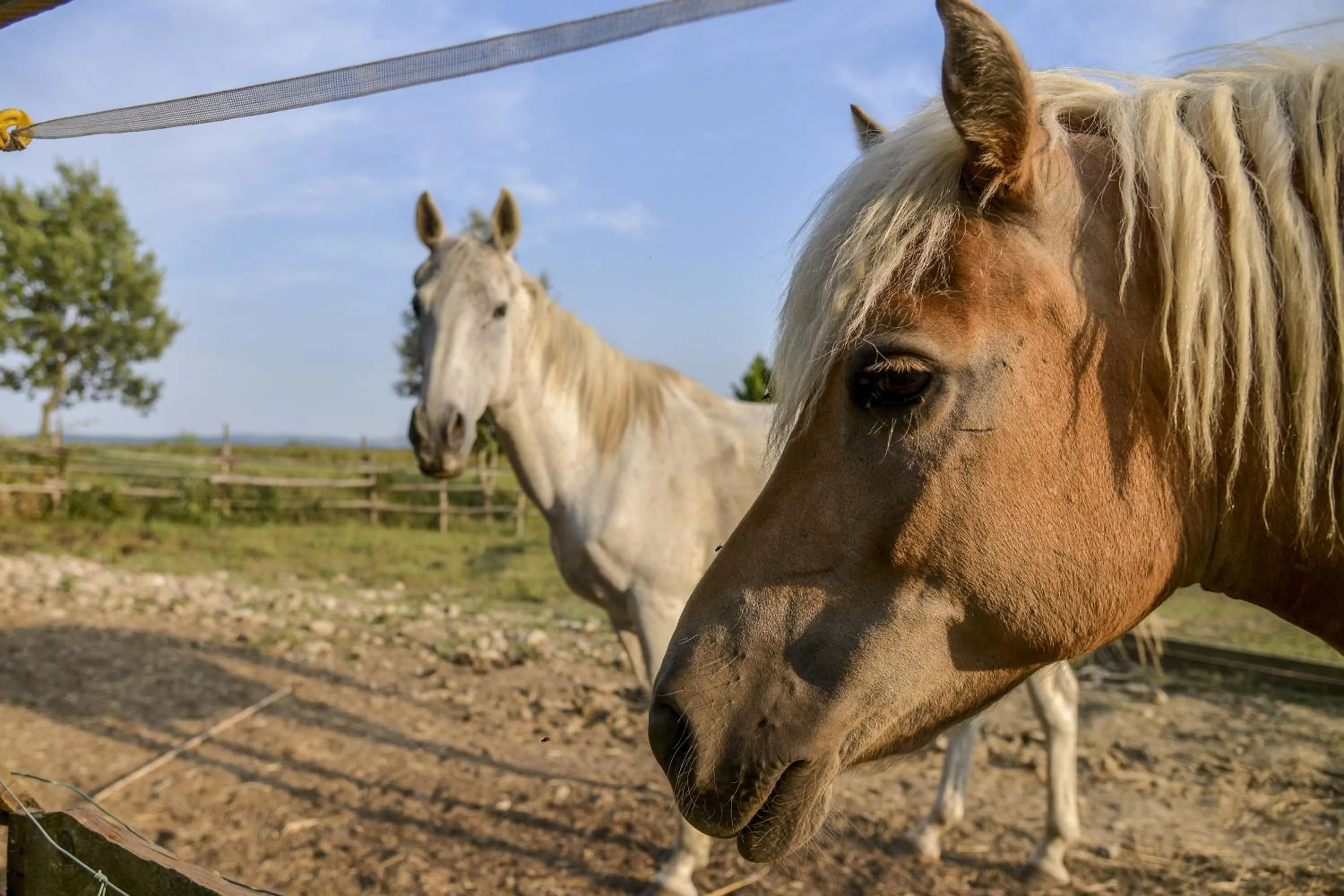 Pets in Casa Di Campagna In Toscana