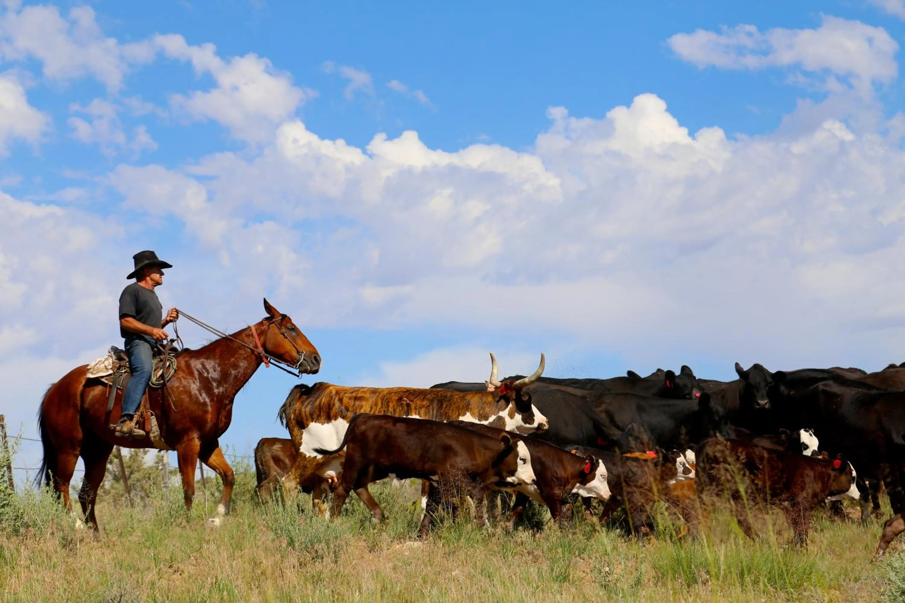 Horse-riding in Canyon Of The Ancients Guest Ranch