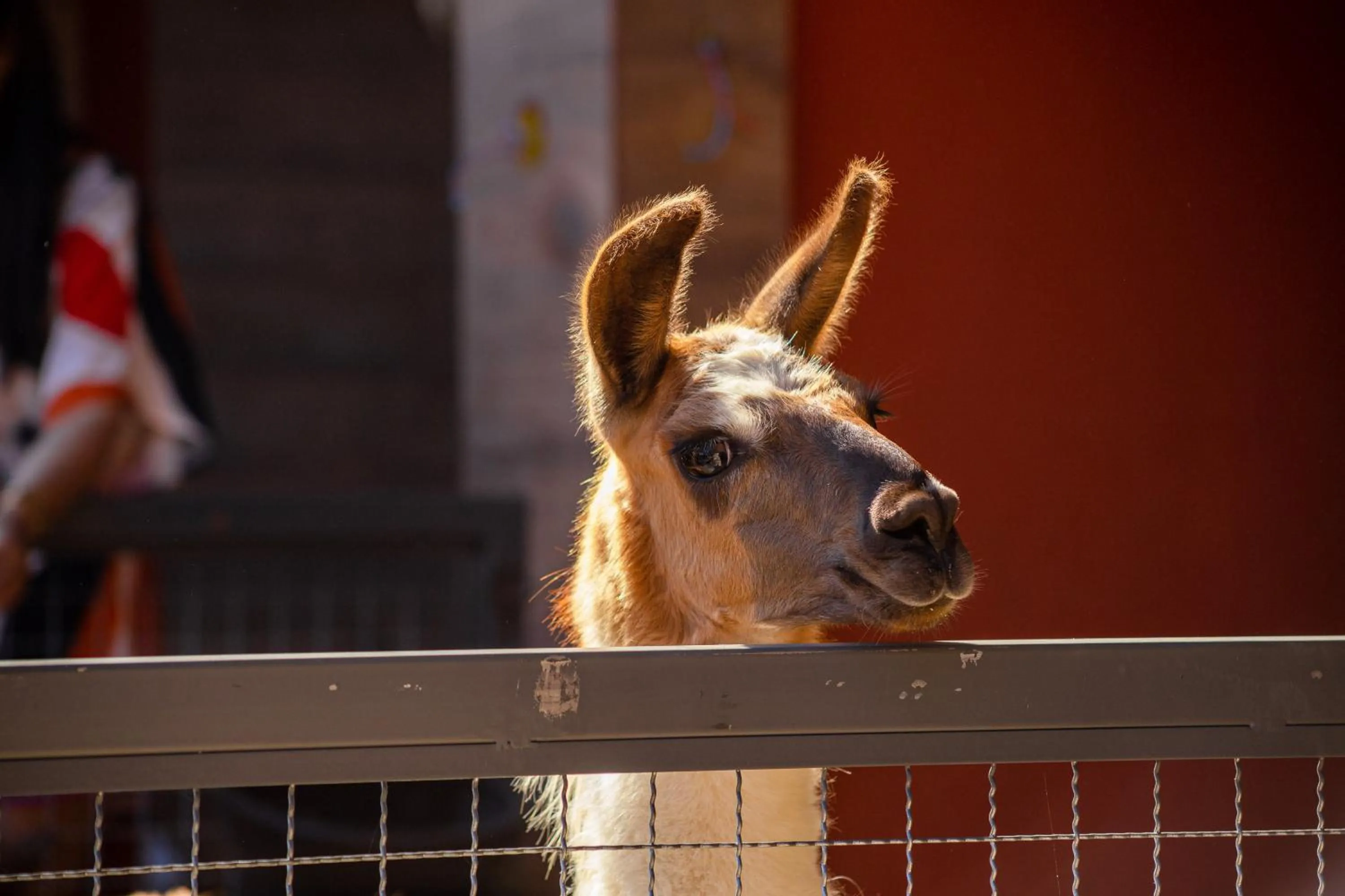Animals in Hotel Vila Verde
