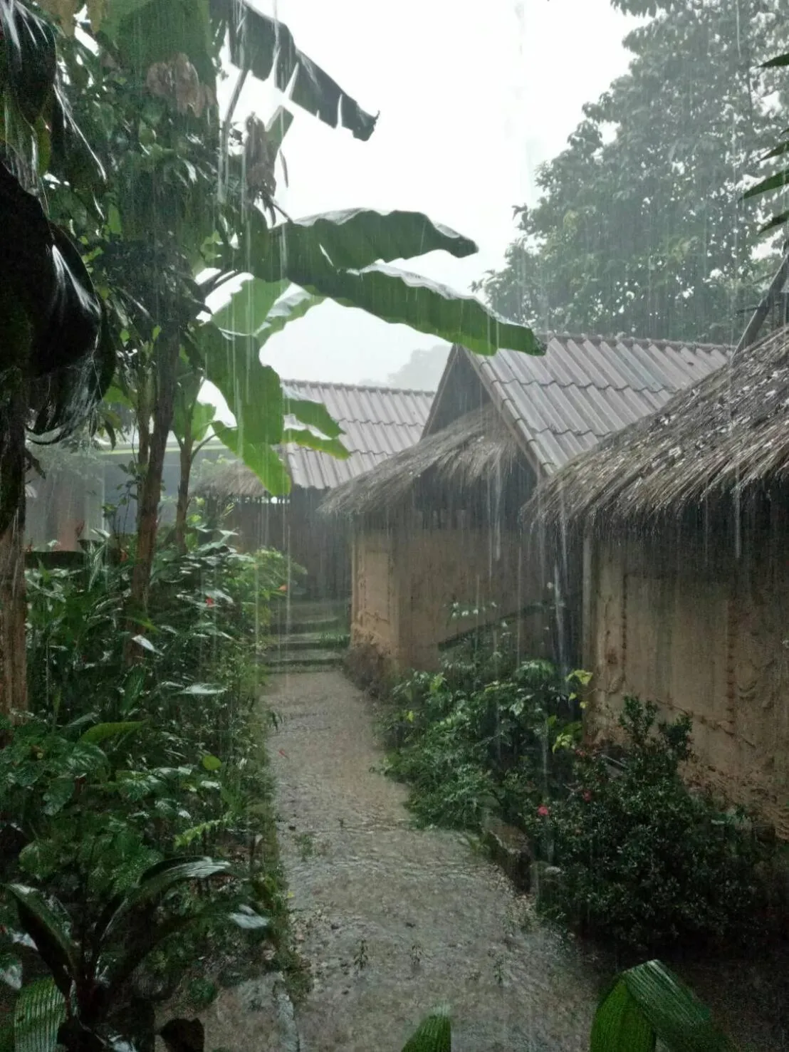 Garden in Hill Tribe Art House (Lahu & Akha Homestay)